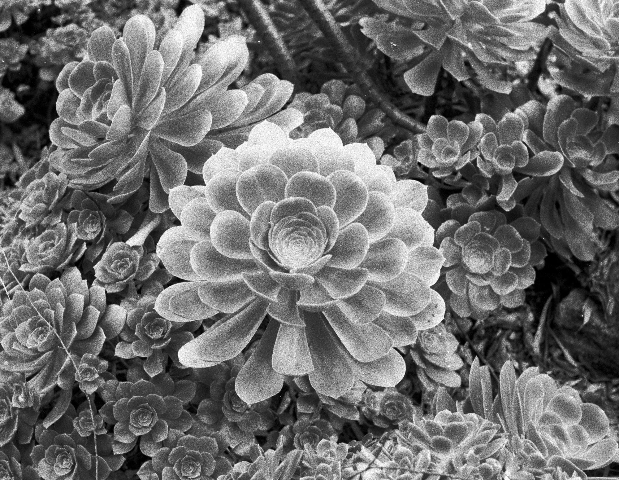 California (Black & White) - Aeonium