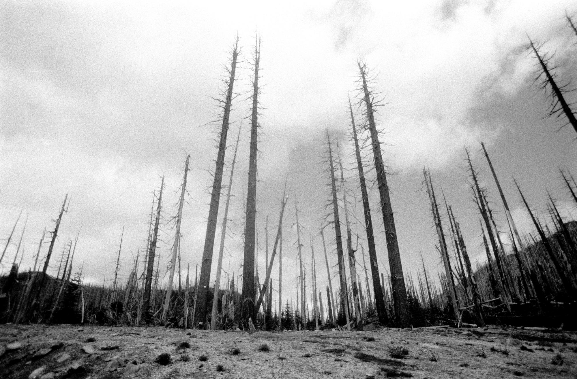 Washington State (Black & White) - Charred Wood