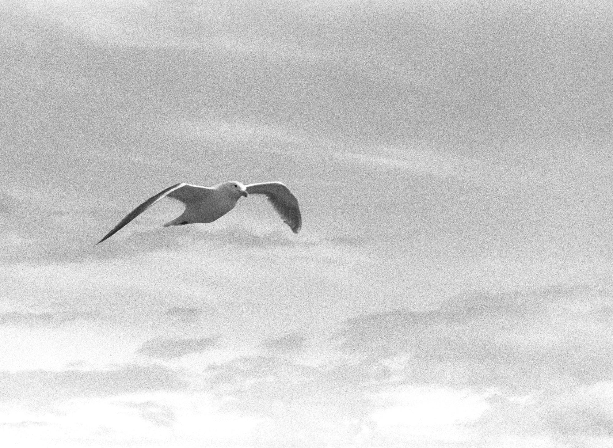 Washington State (Black & White) - Seagull #2