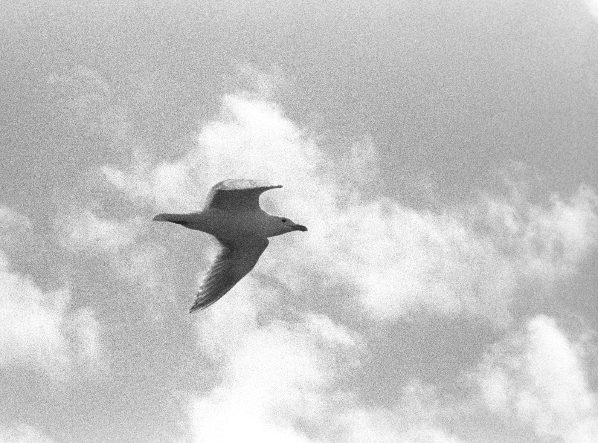 Washington State (Black & White) - Seagull #3