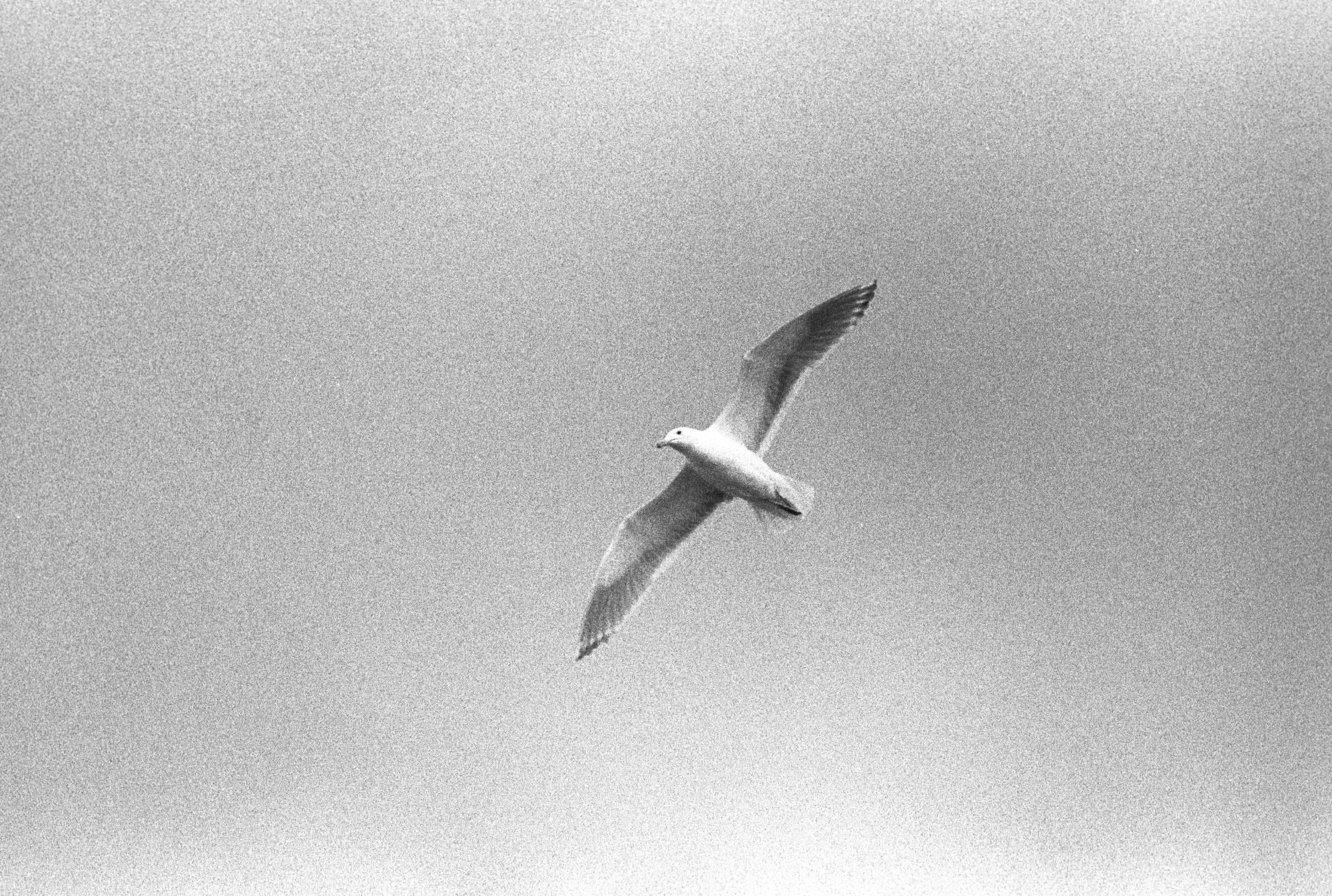 Washington State (Black & White) - Seagull #4