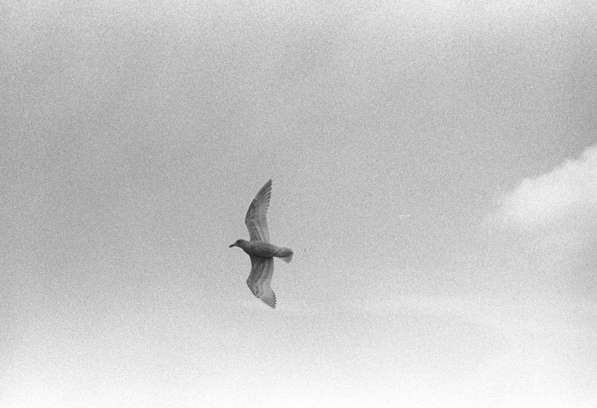 Washington State (Black & White) - Seagull #5