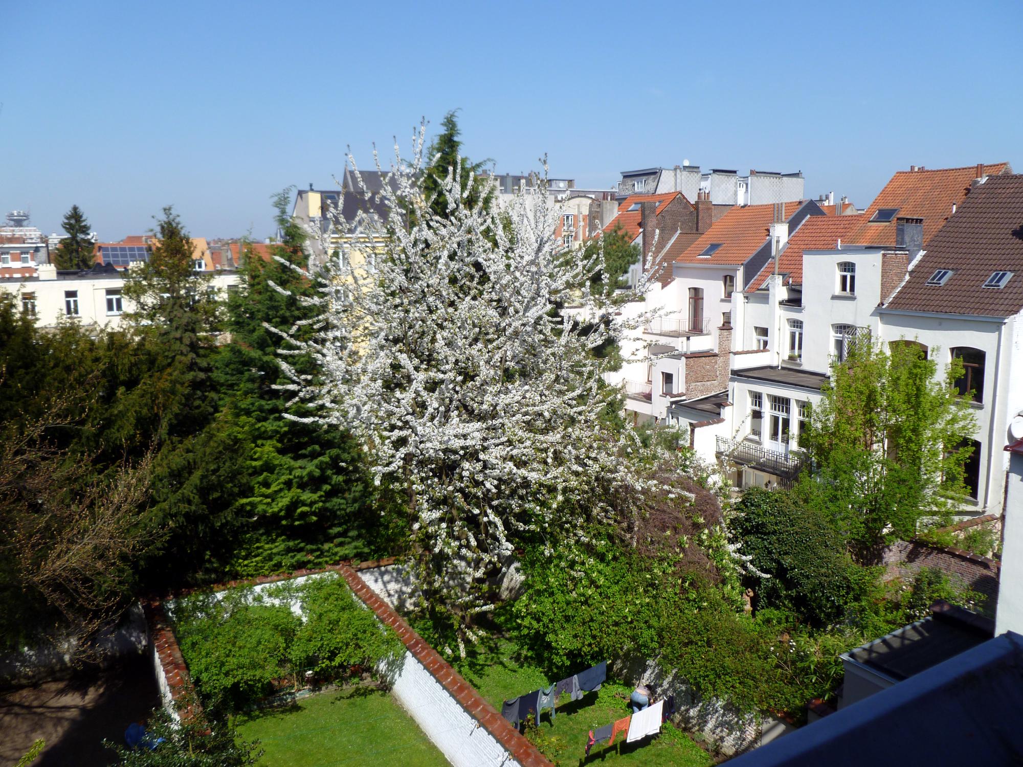 Brussels (2010-2016) - Brussels Spring Cherry Blossoms