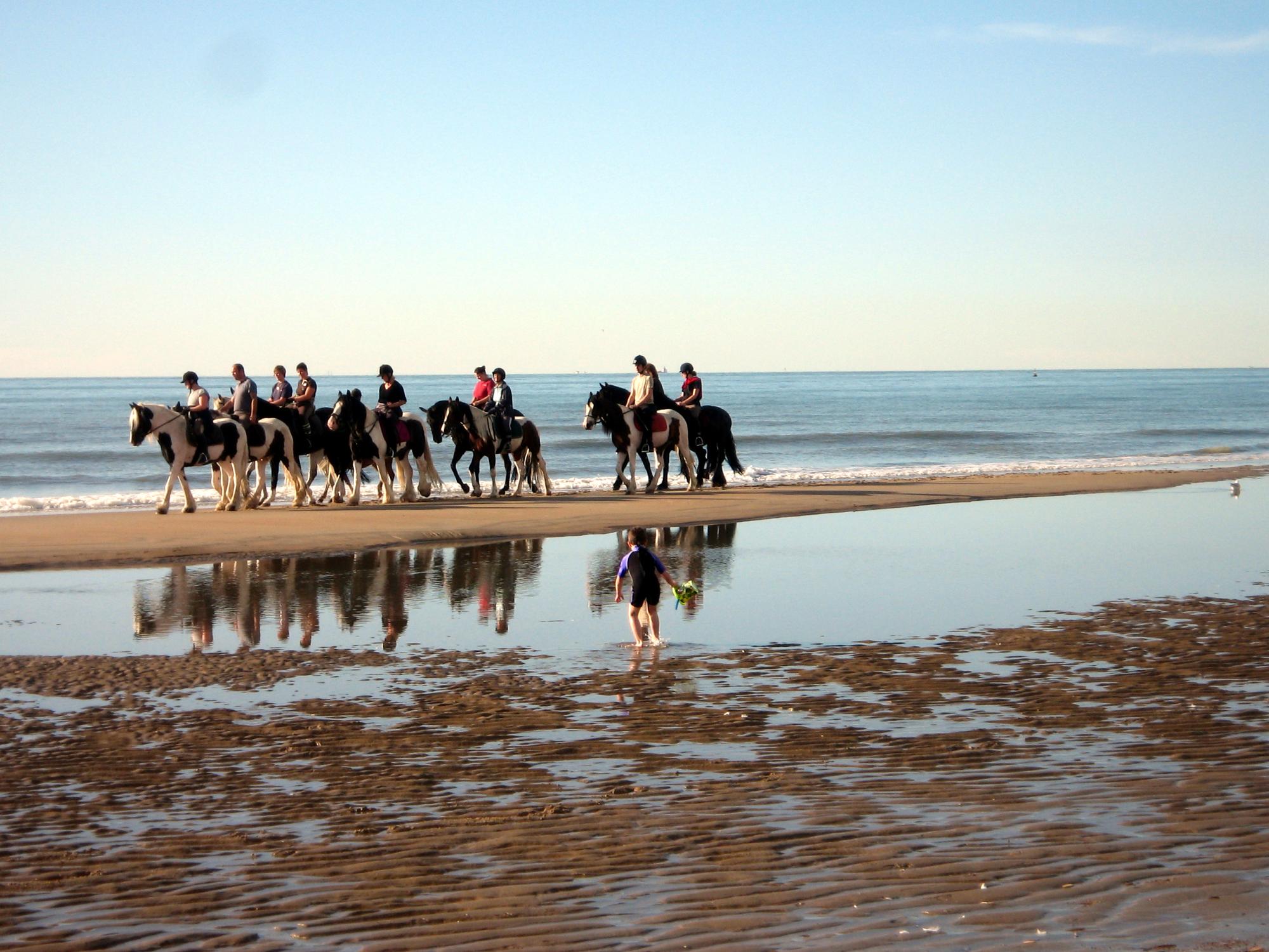 Belgian Coast - Horses On The Beach #1