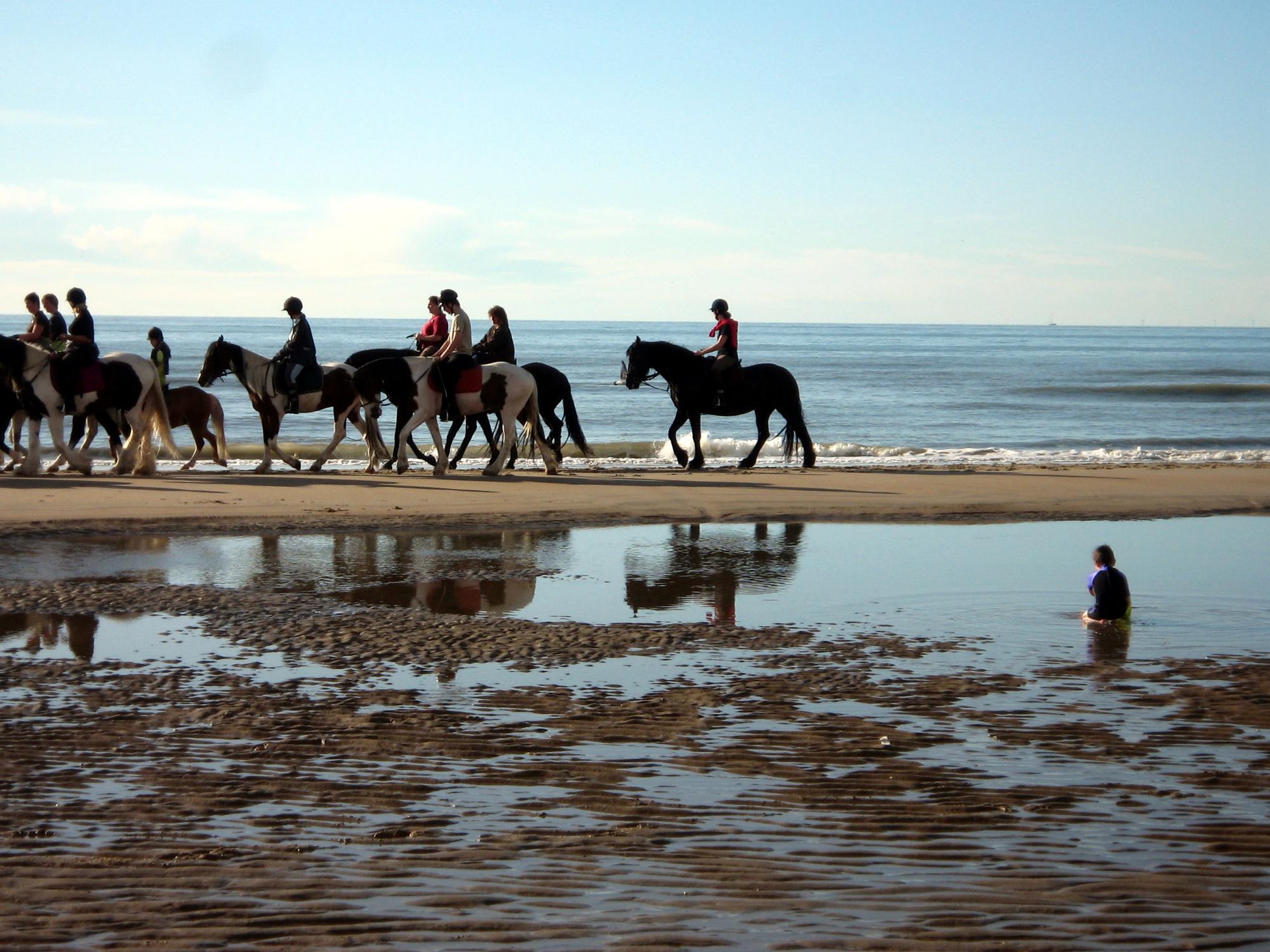 Belgian Coast - Horses On The Beach #2