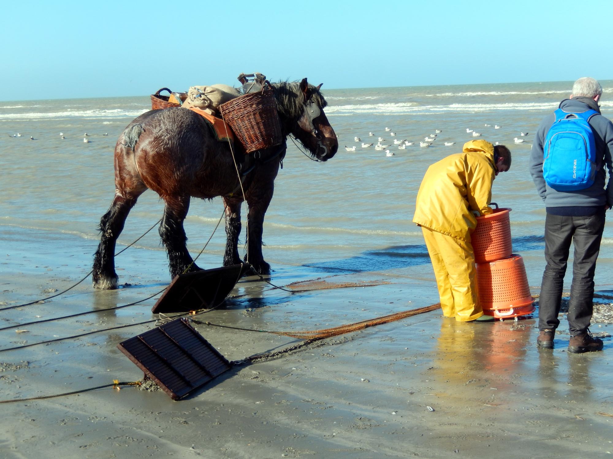 Belgian Coast - Horse Shrimping #1