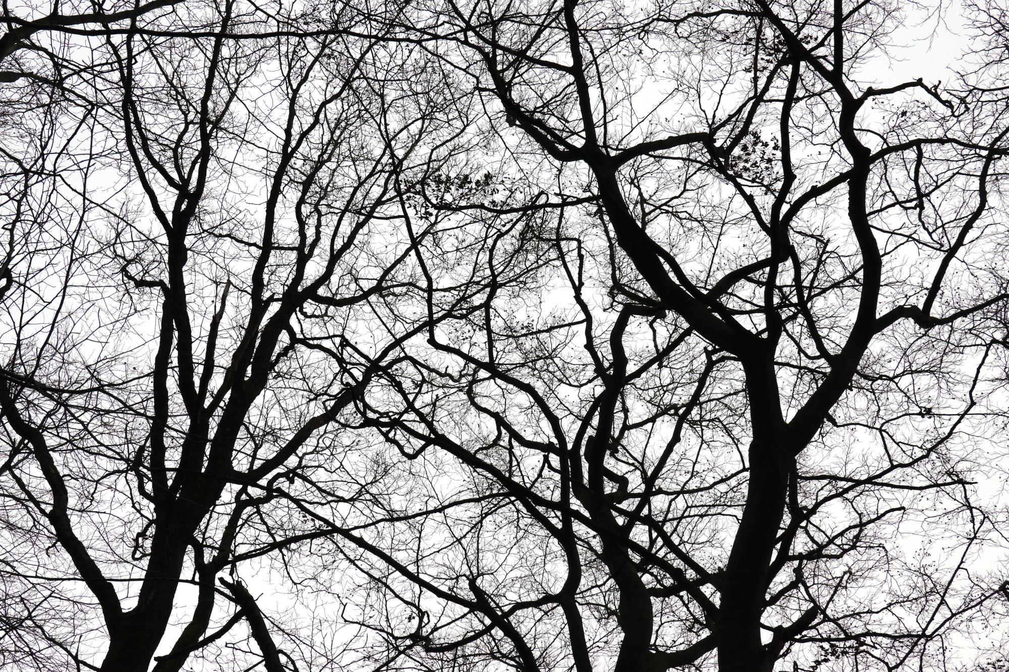 Belgium - Winter Limbs