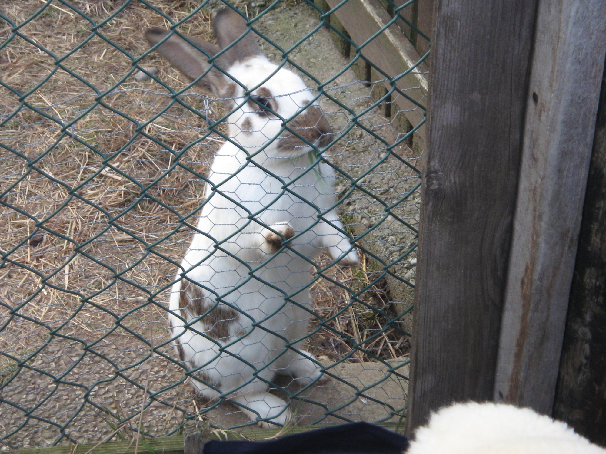 Switzerland - Rabbit #1