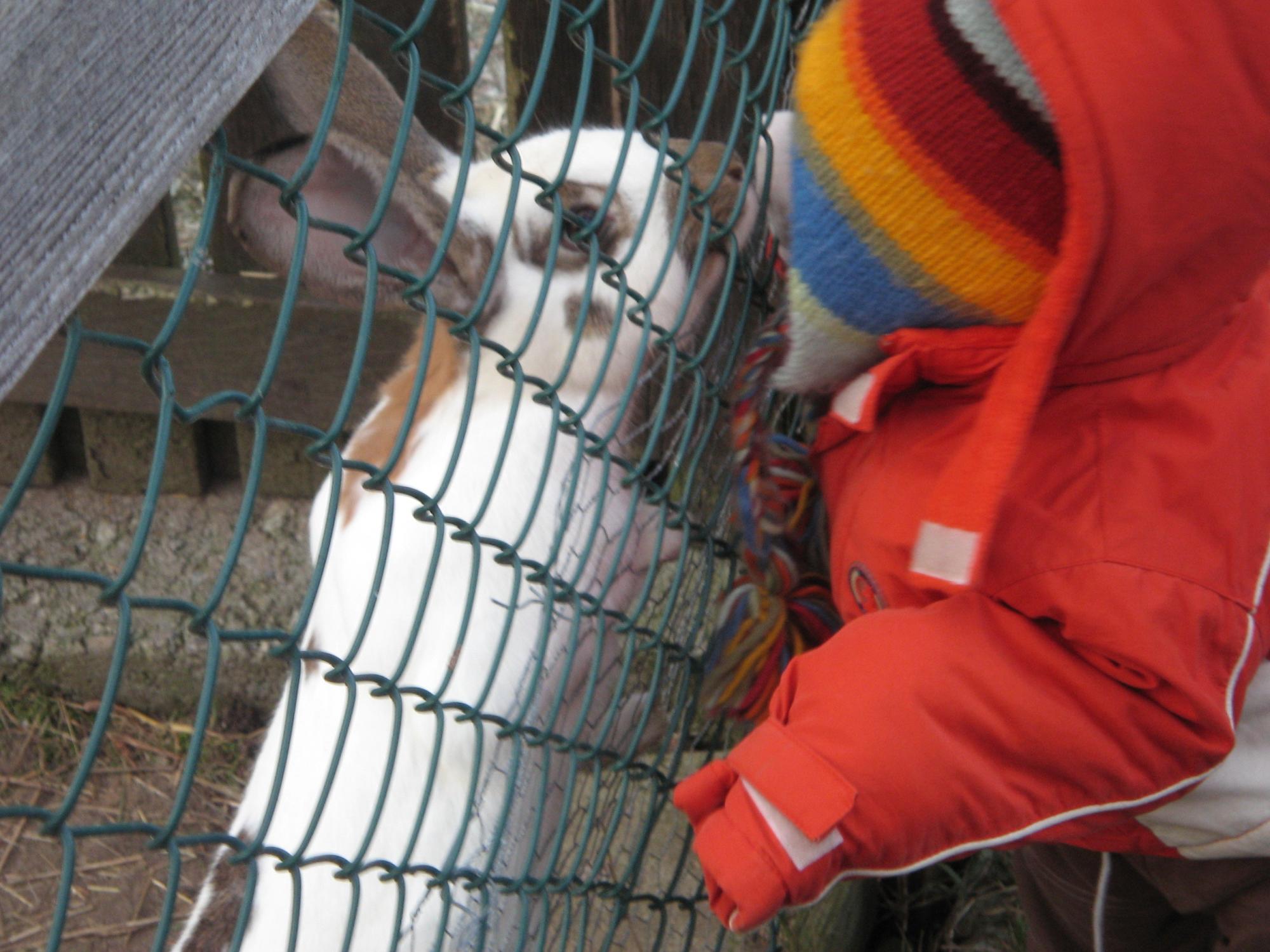 Switzerland - Rabbit #2