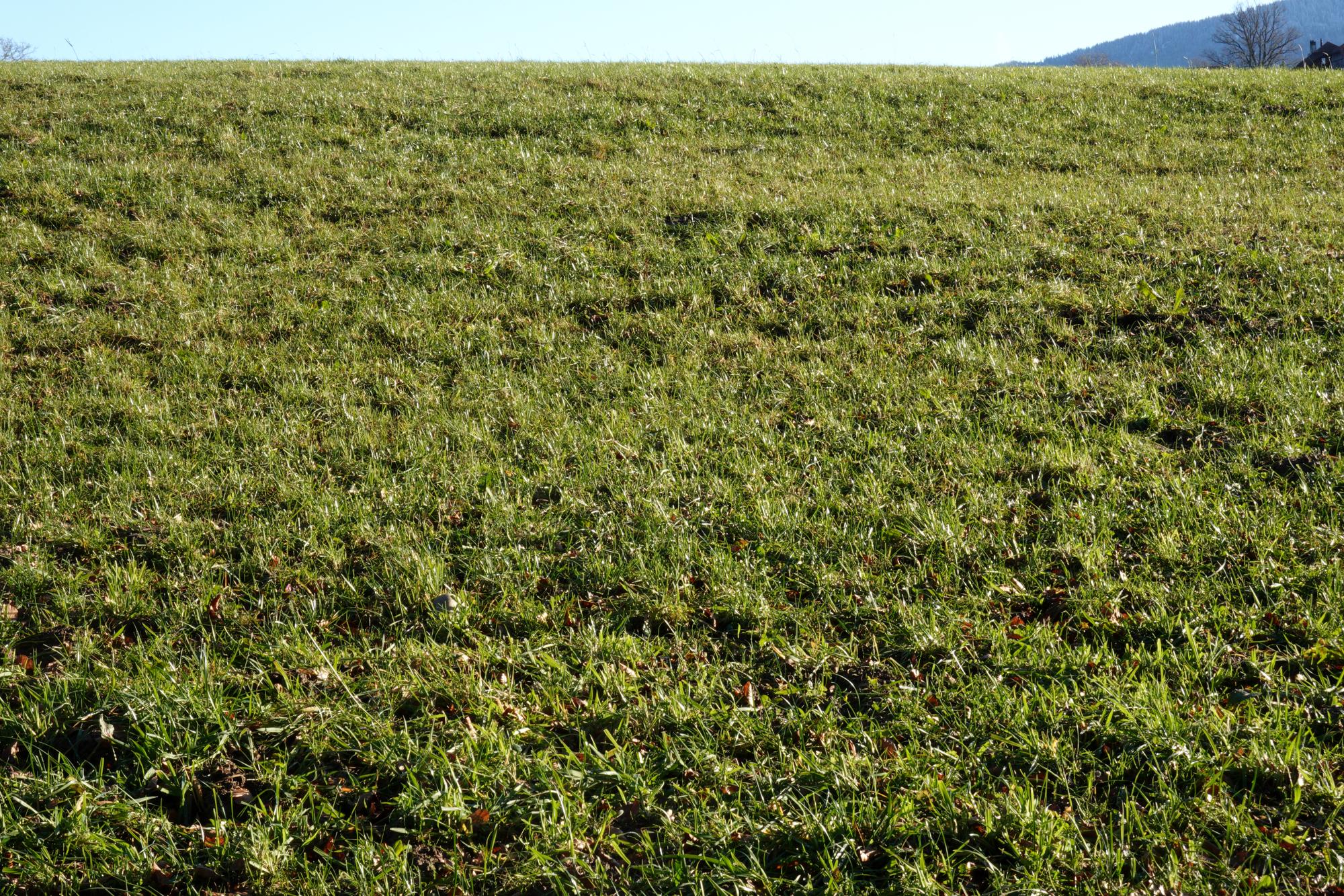 Switzerland - Green Grass #1