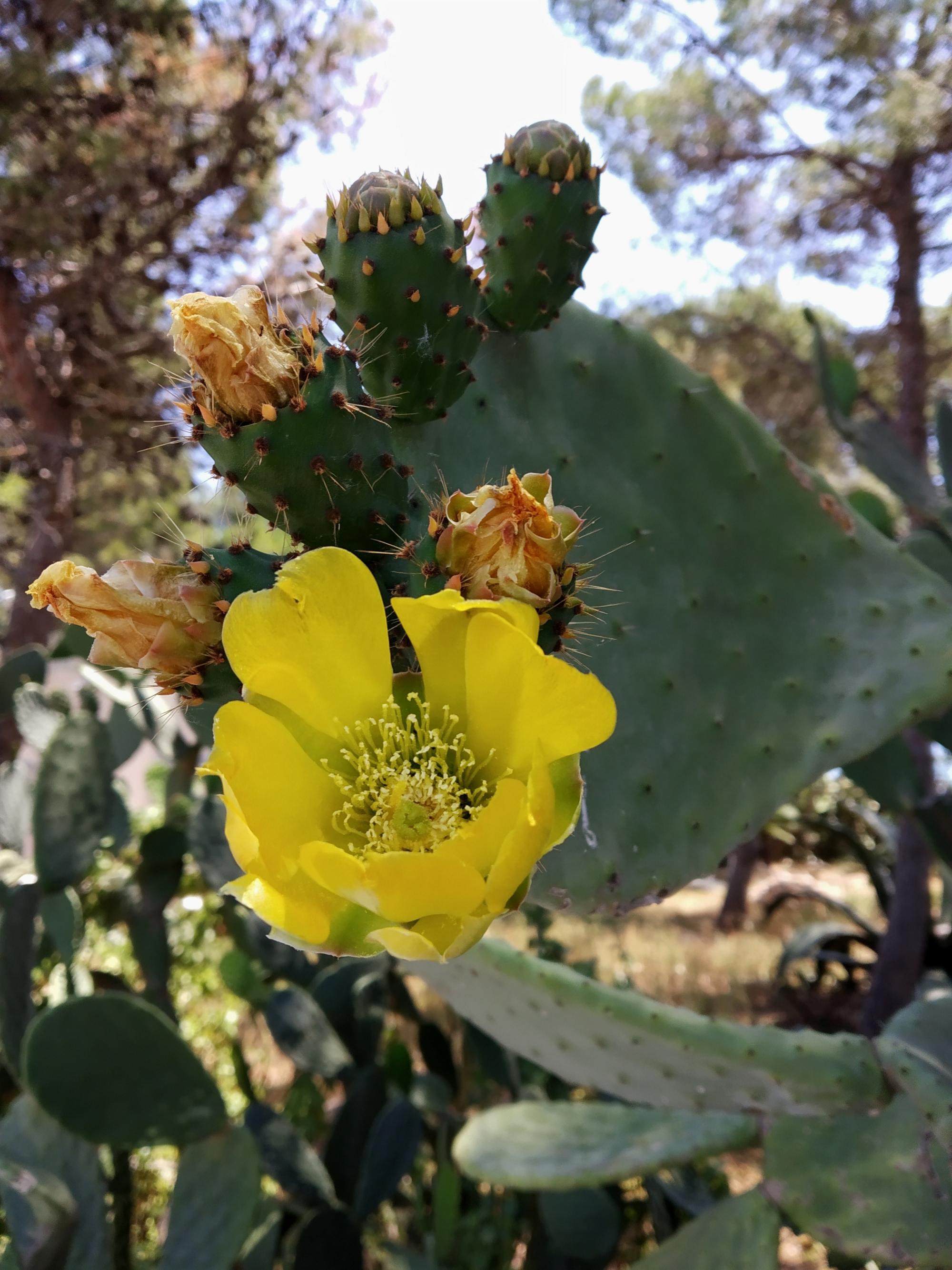 Alcossebre - Cactus Flower #1