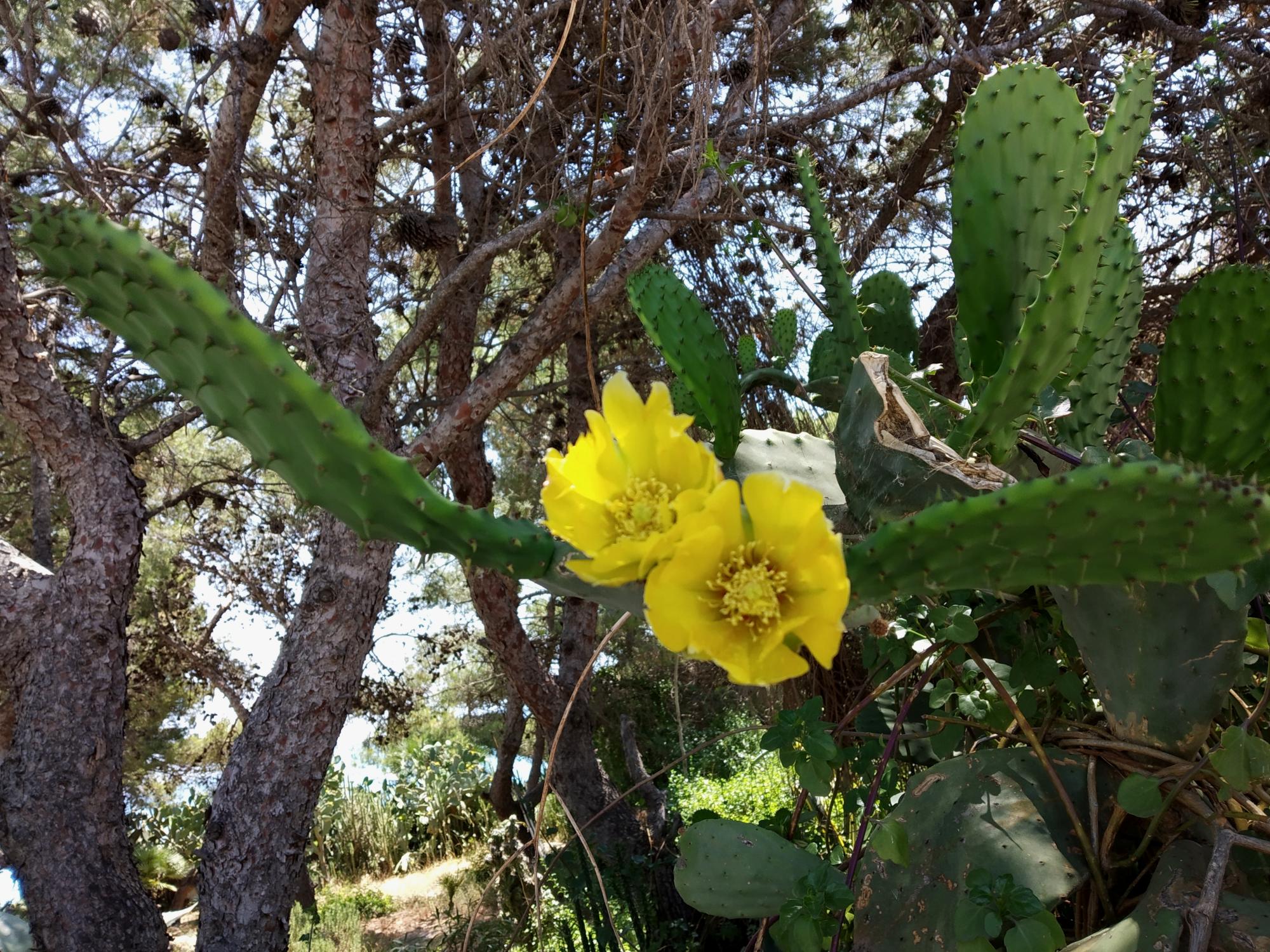Alcossebre - Cactus Flower #2