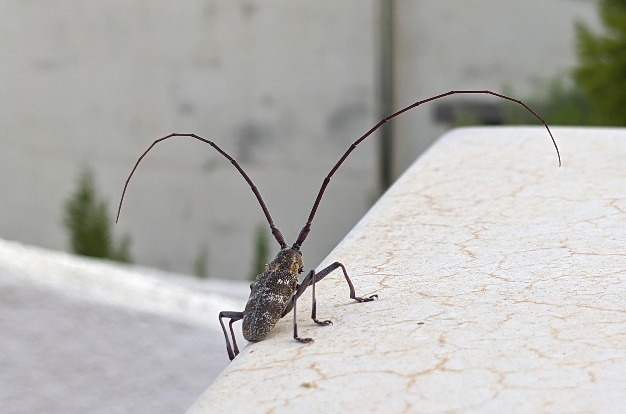 Alcossebre - Super Antennae