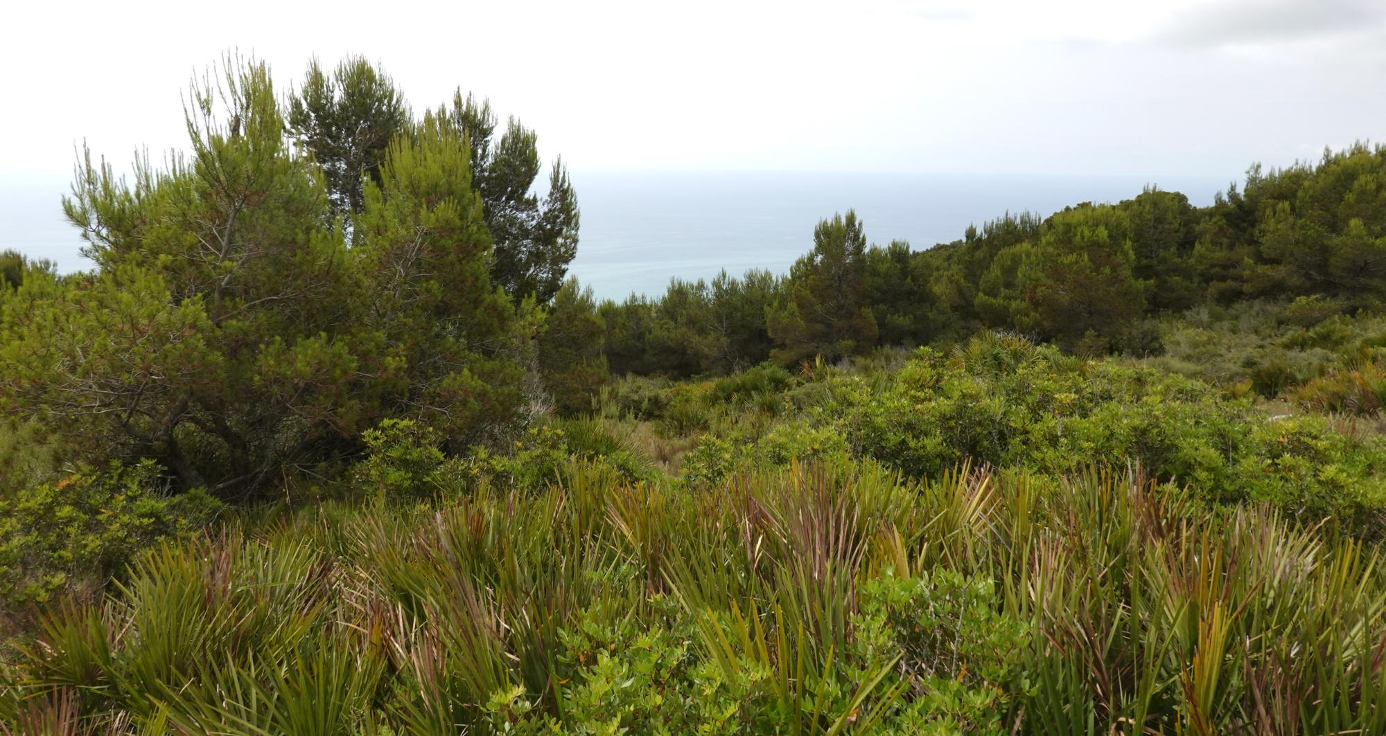 Serra d'Irta - Trail 43