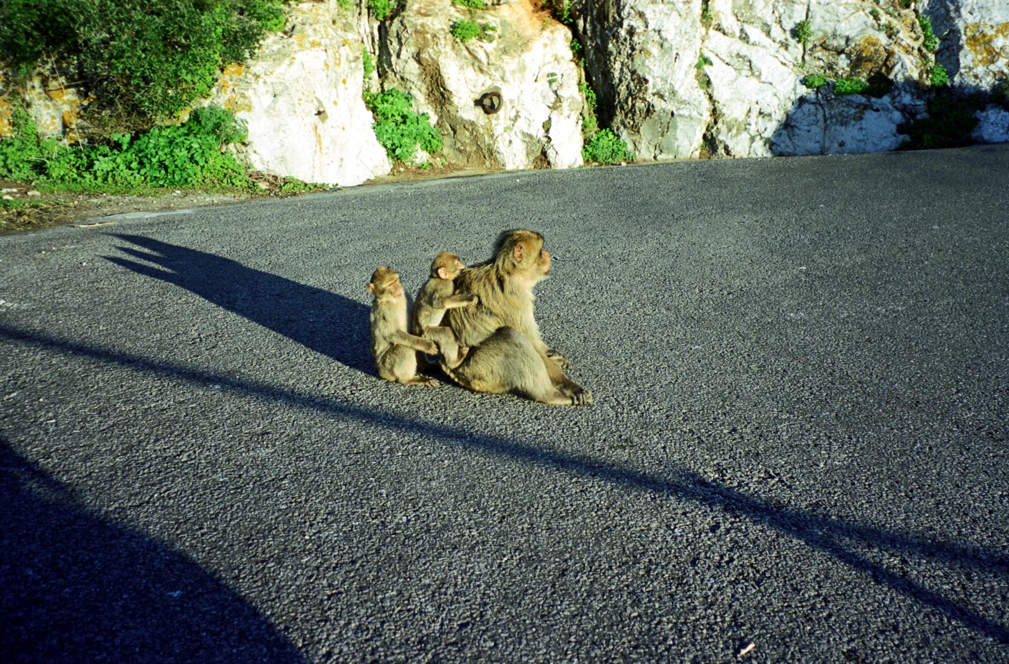 Andalusia - Macaques