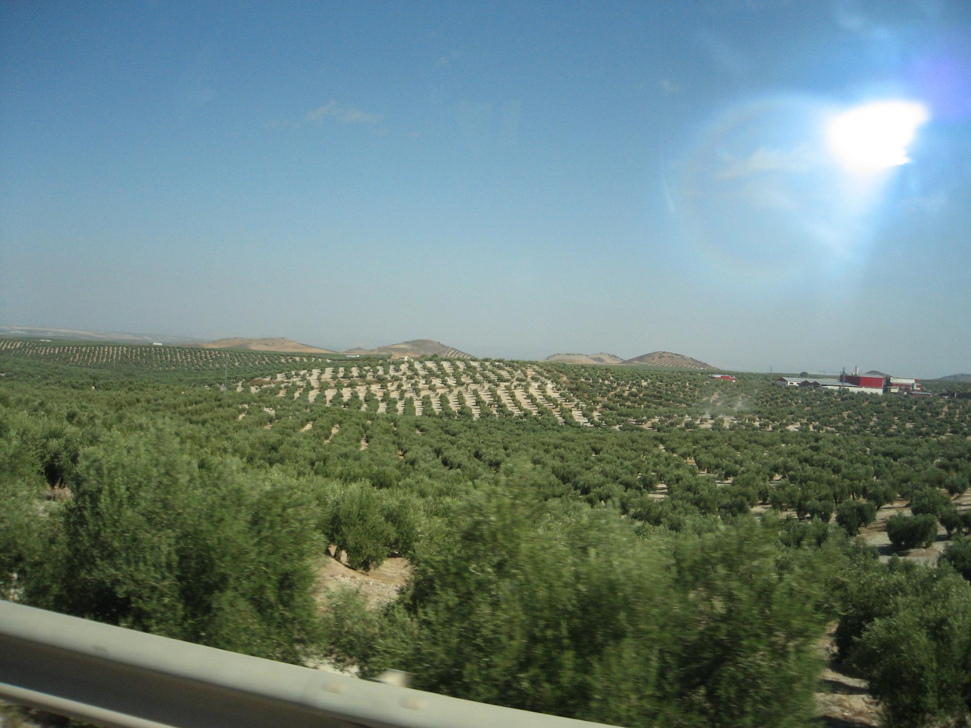 Andalusia - Jaen Olive Landscape #1