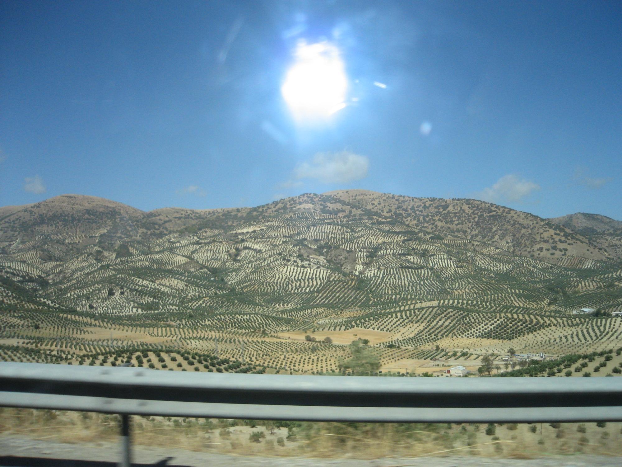 Andalusia - Jaen Olive Landscape #2