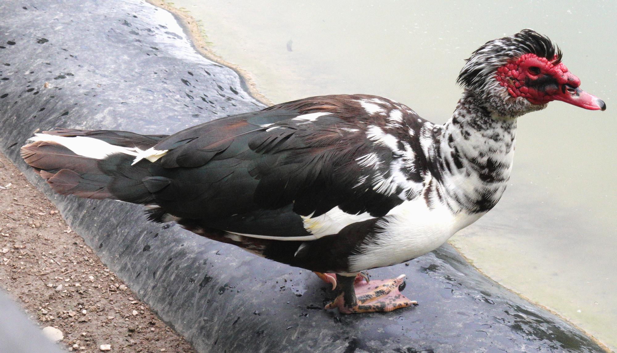 Aragon - Muscovy Duck