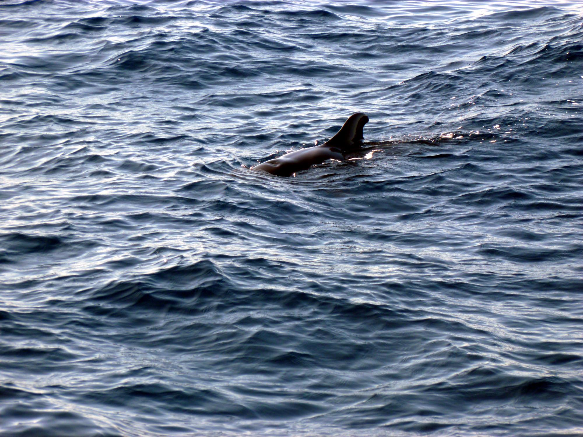  Canary Islands - Whale #1