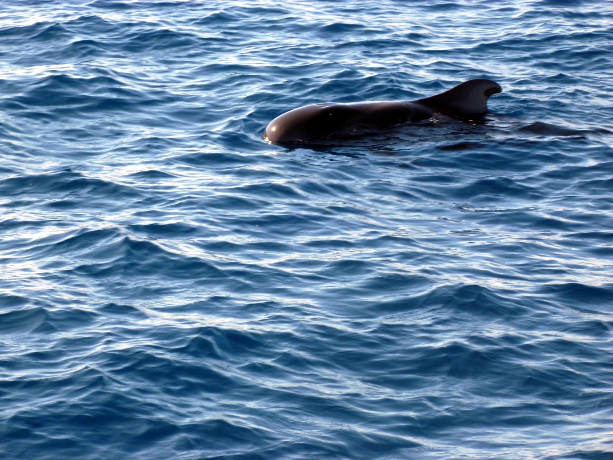  Canary Islands - Whale #2