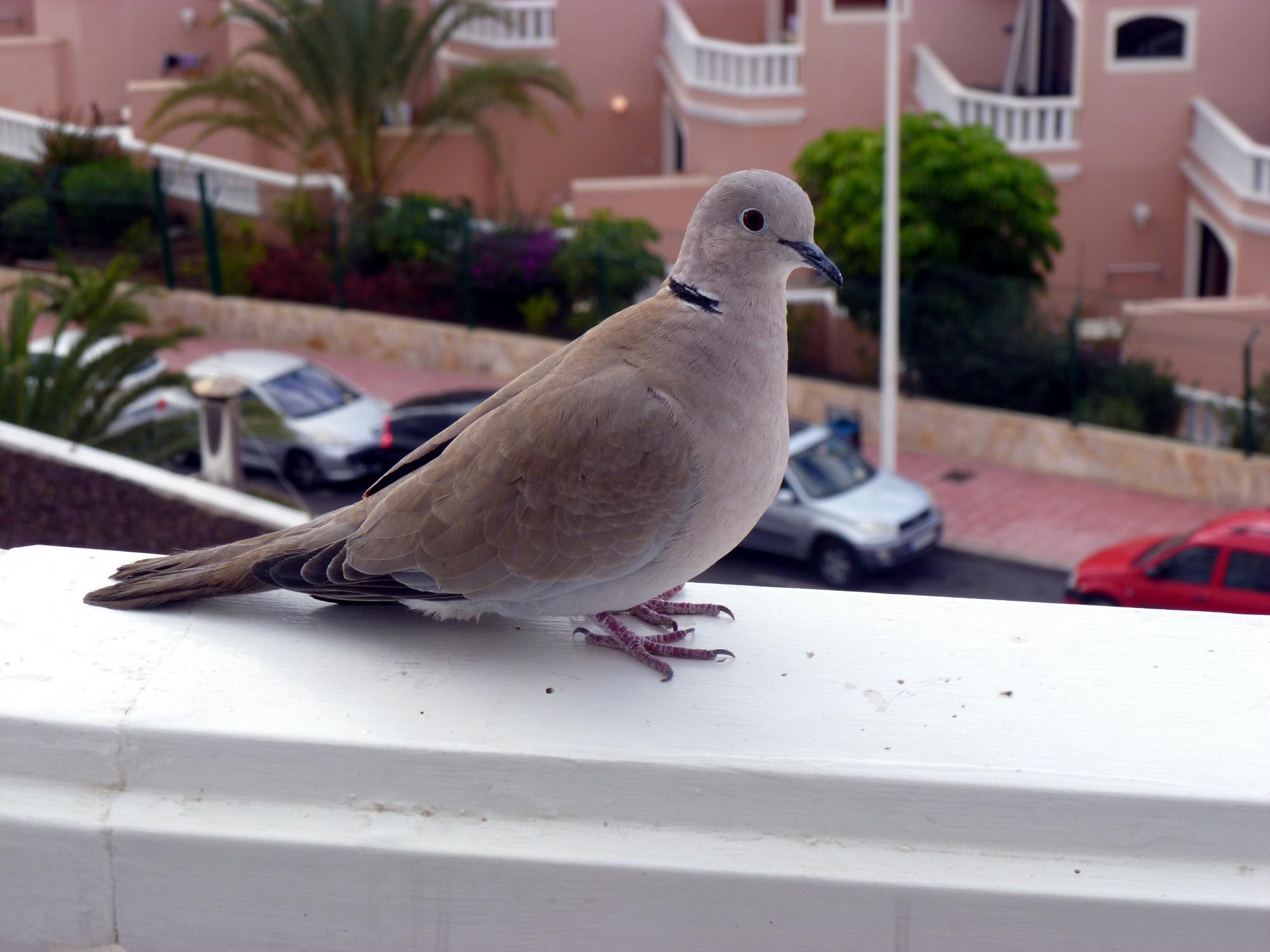  Canary Islands - Pigeon