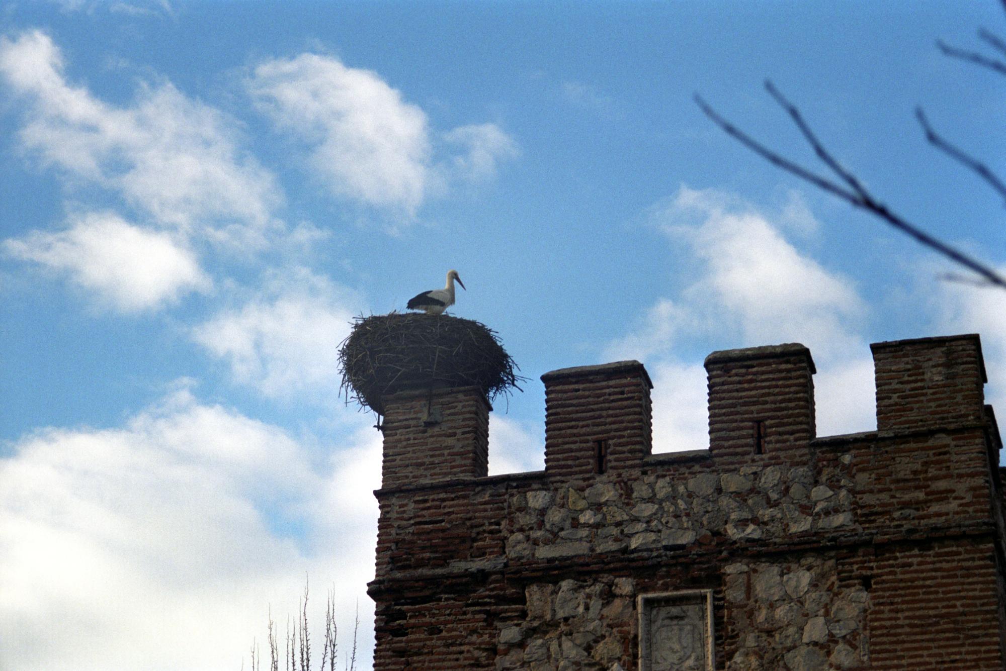 Spain - Stork