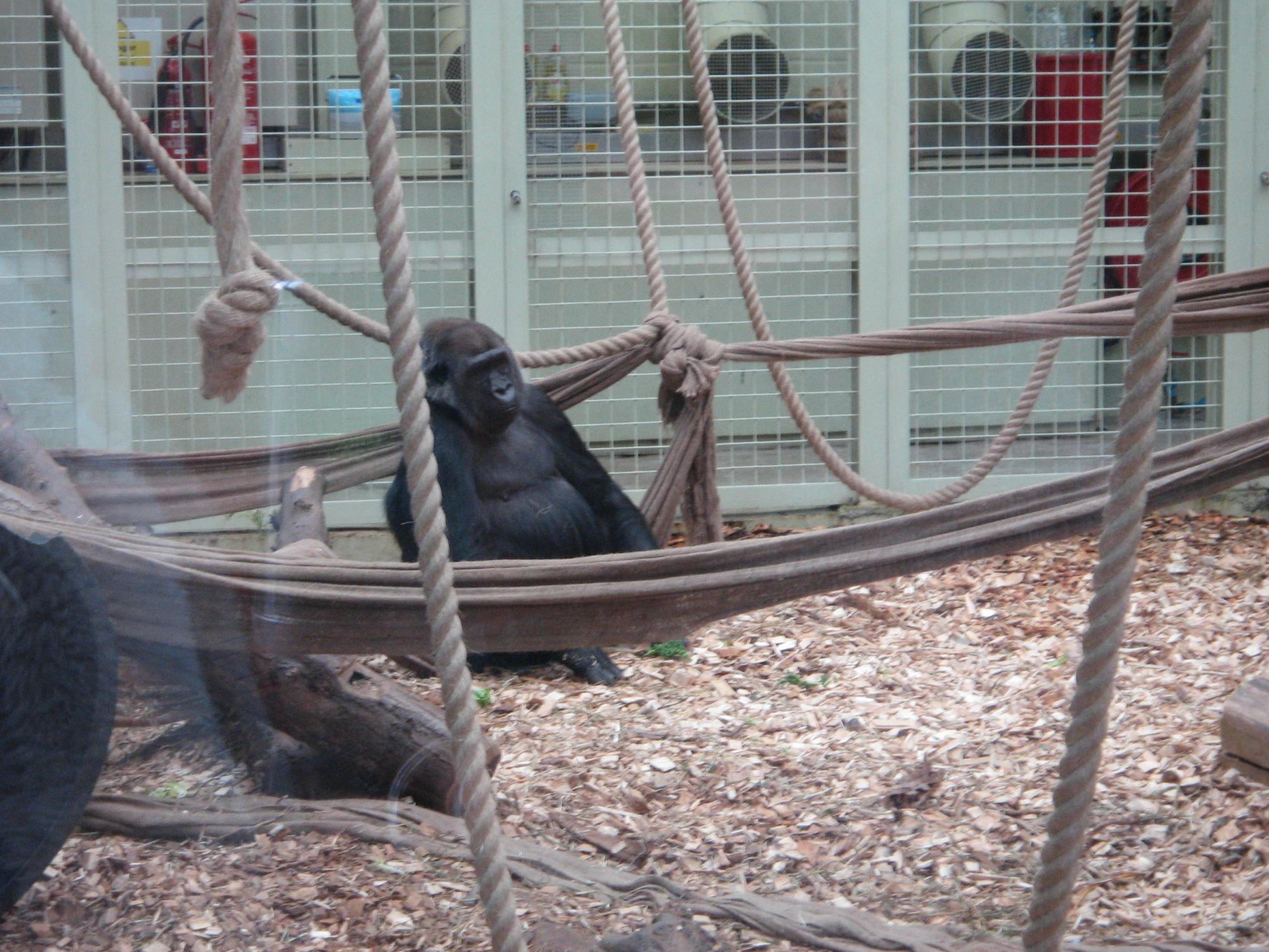 United Kingdom - Gorilla London Zoo