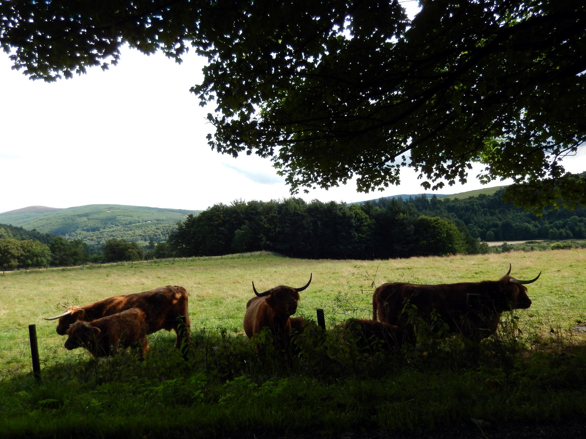 United Kingdom - Highland Cows #2