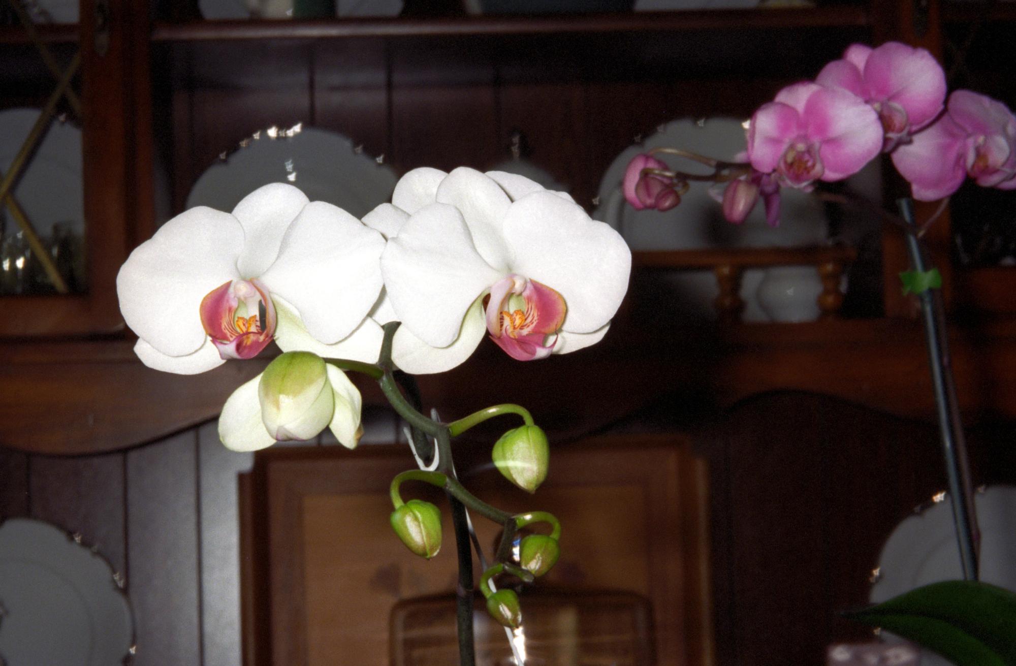 Flowers - Orchid #2