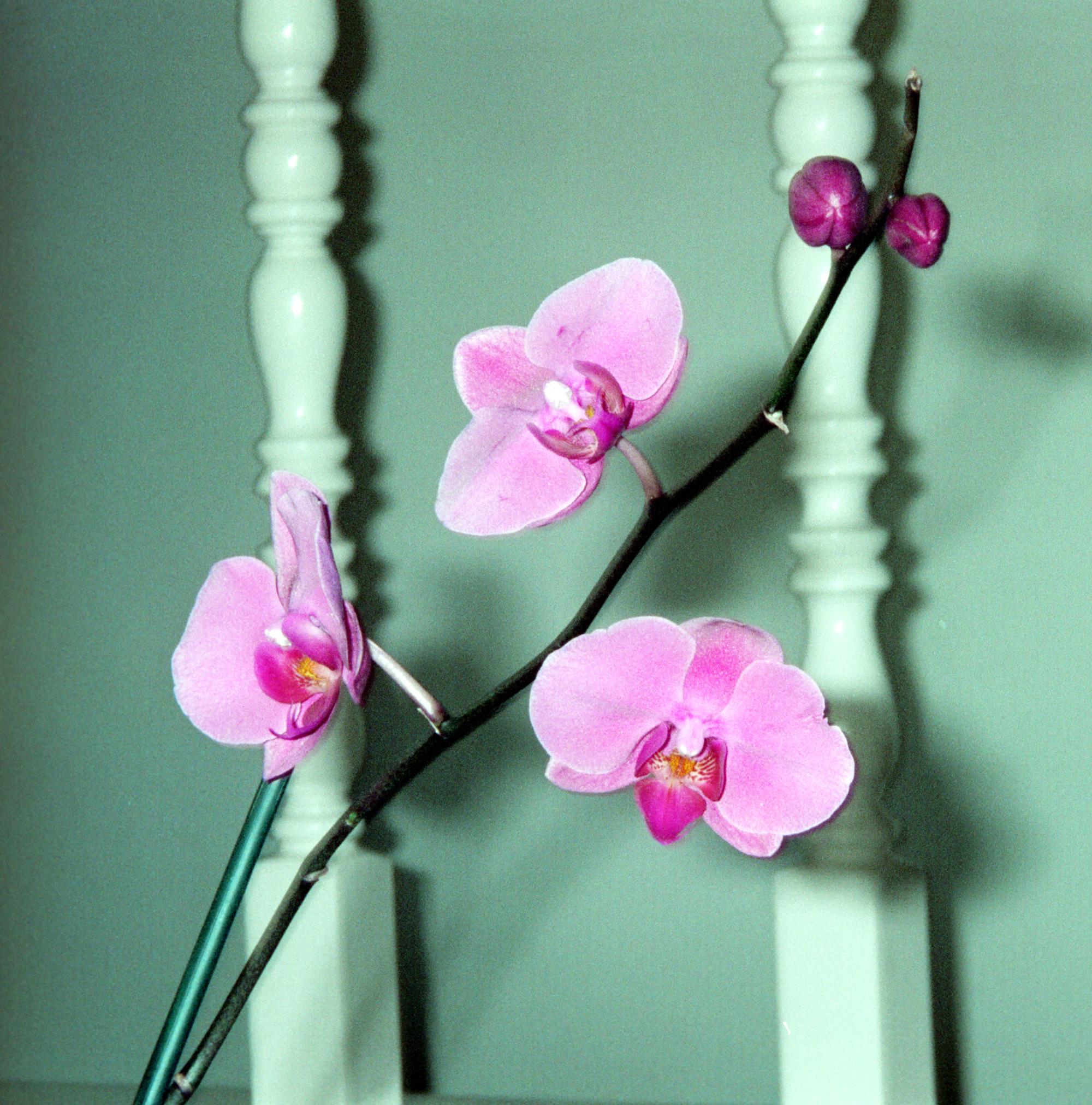 Flowers - Orchid #4