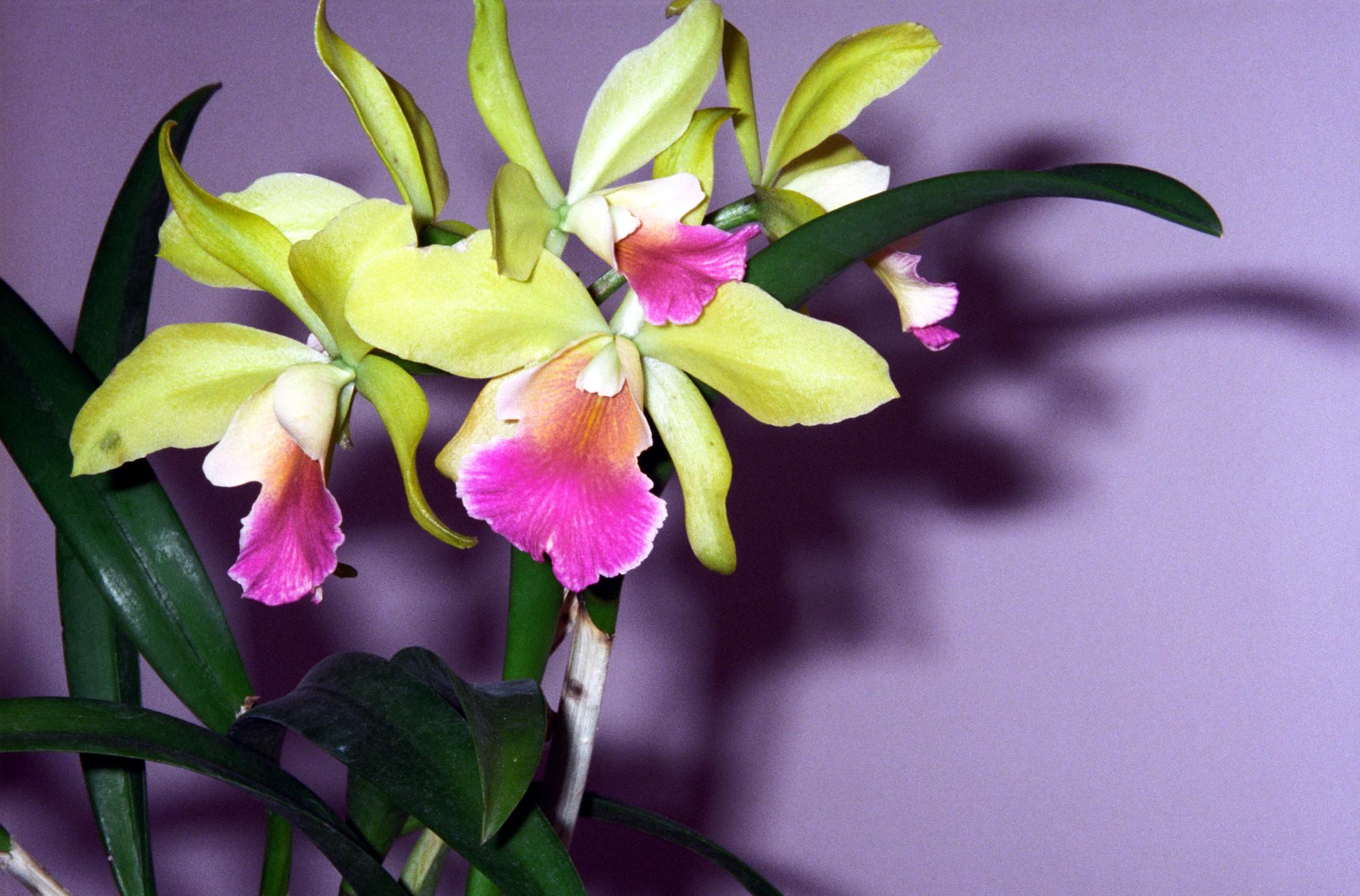 Flowers - Orchid BEN