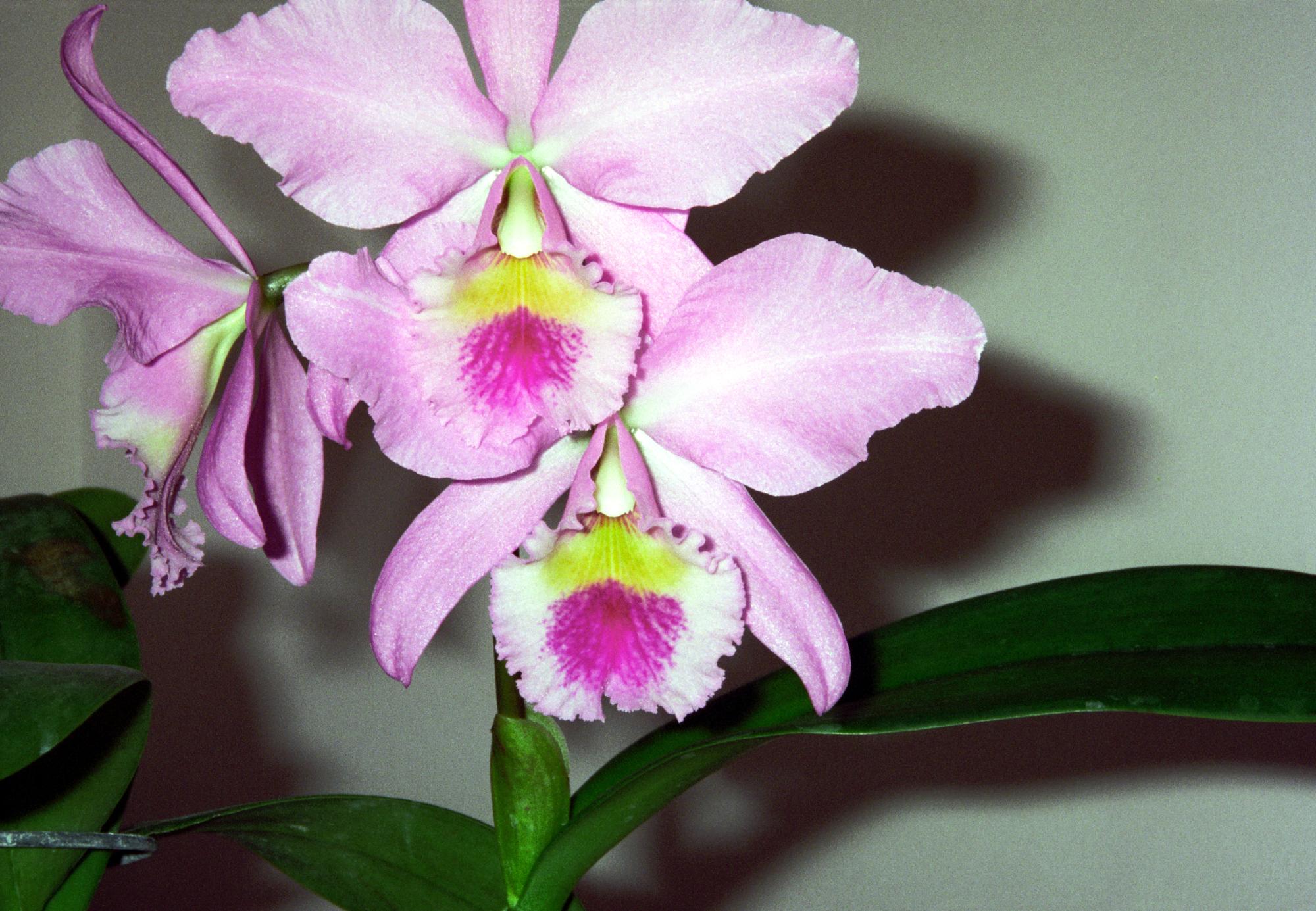 Flowers - Orchid BES