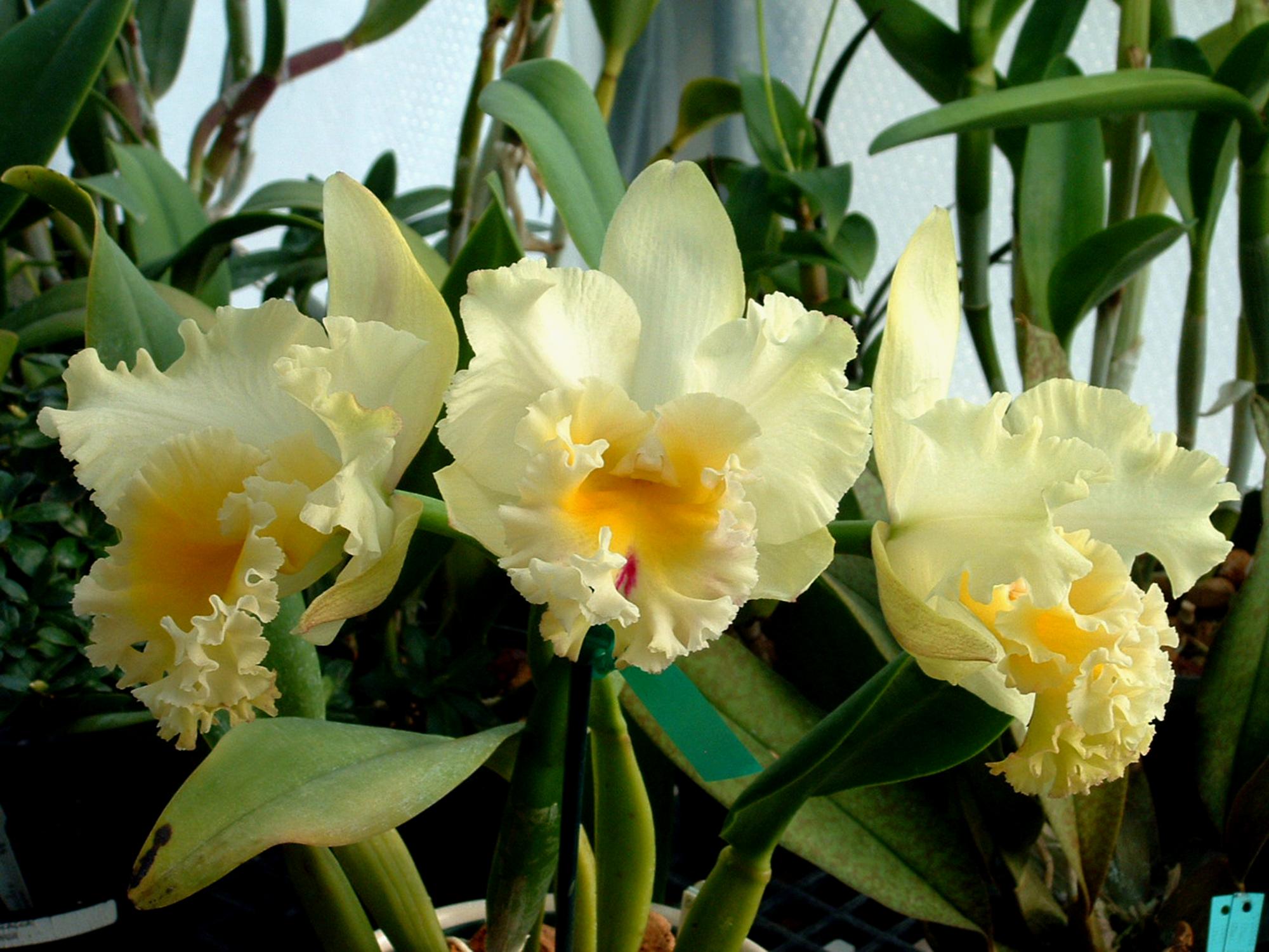 Flowers - Orchids