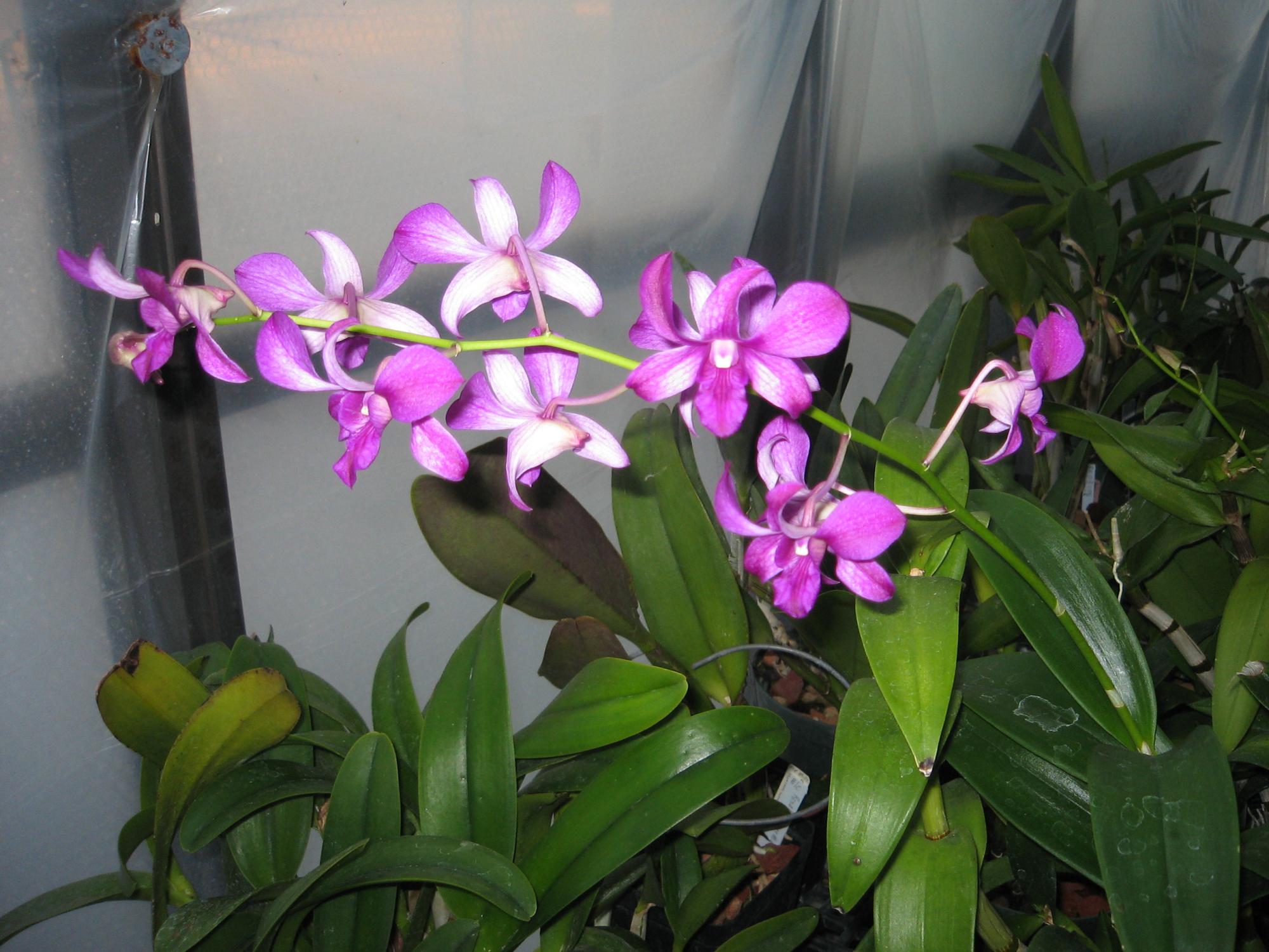 Flowers - Orchid