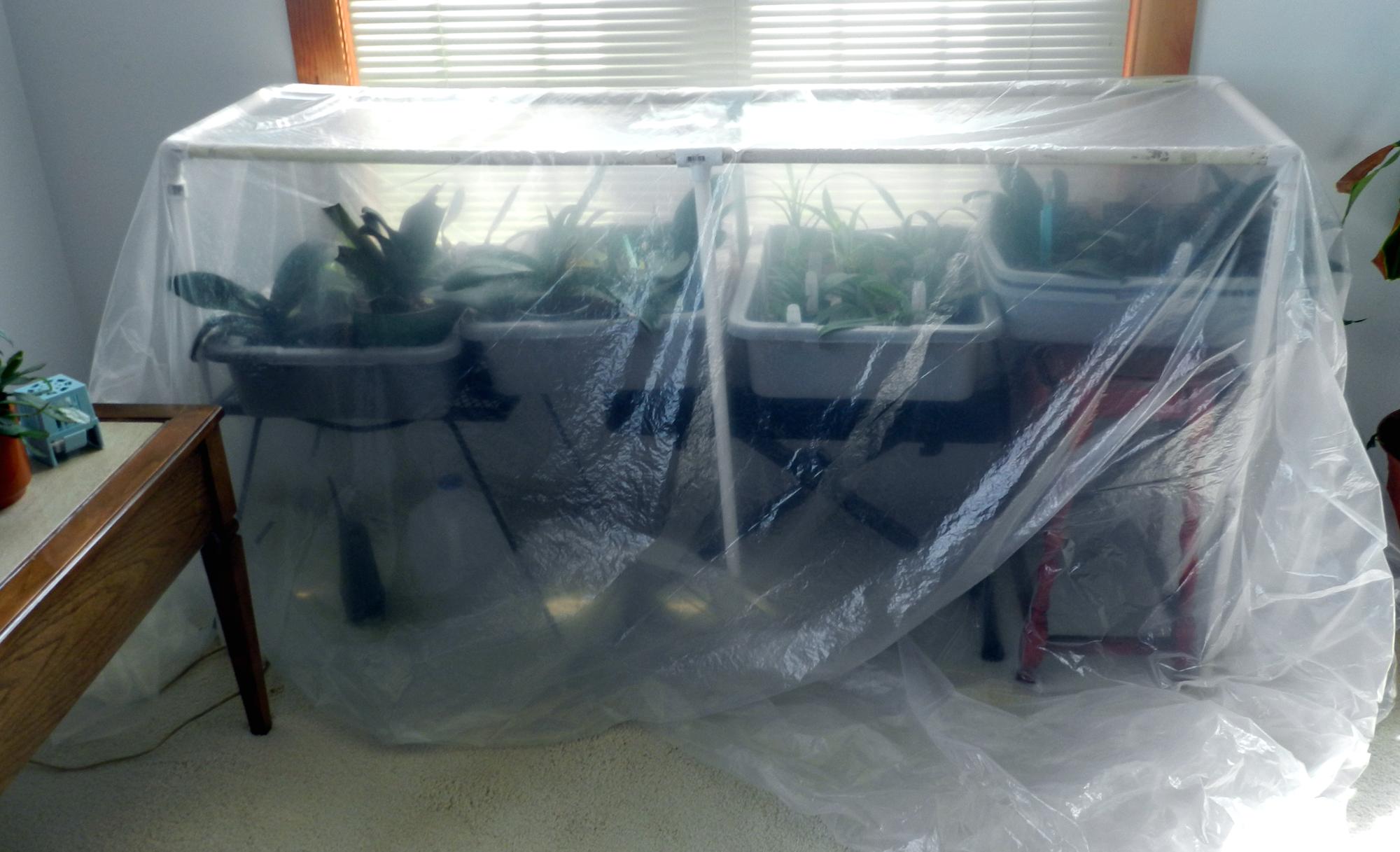 Flowers - Covered Orchids