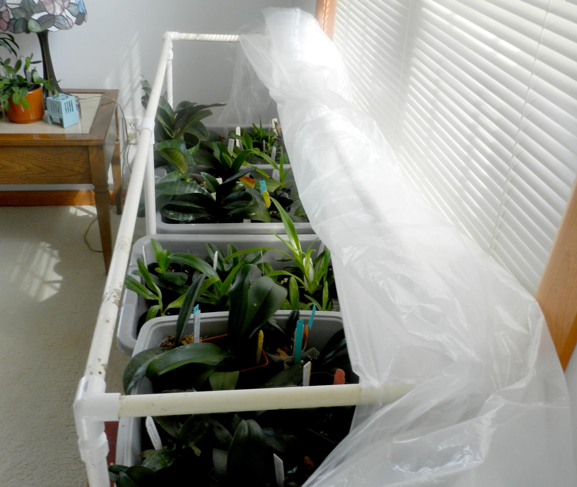 Flowers - Humidity Growing