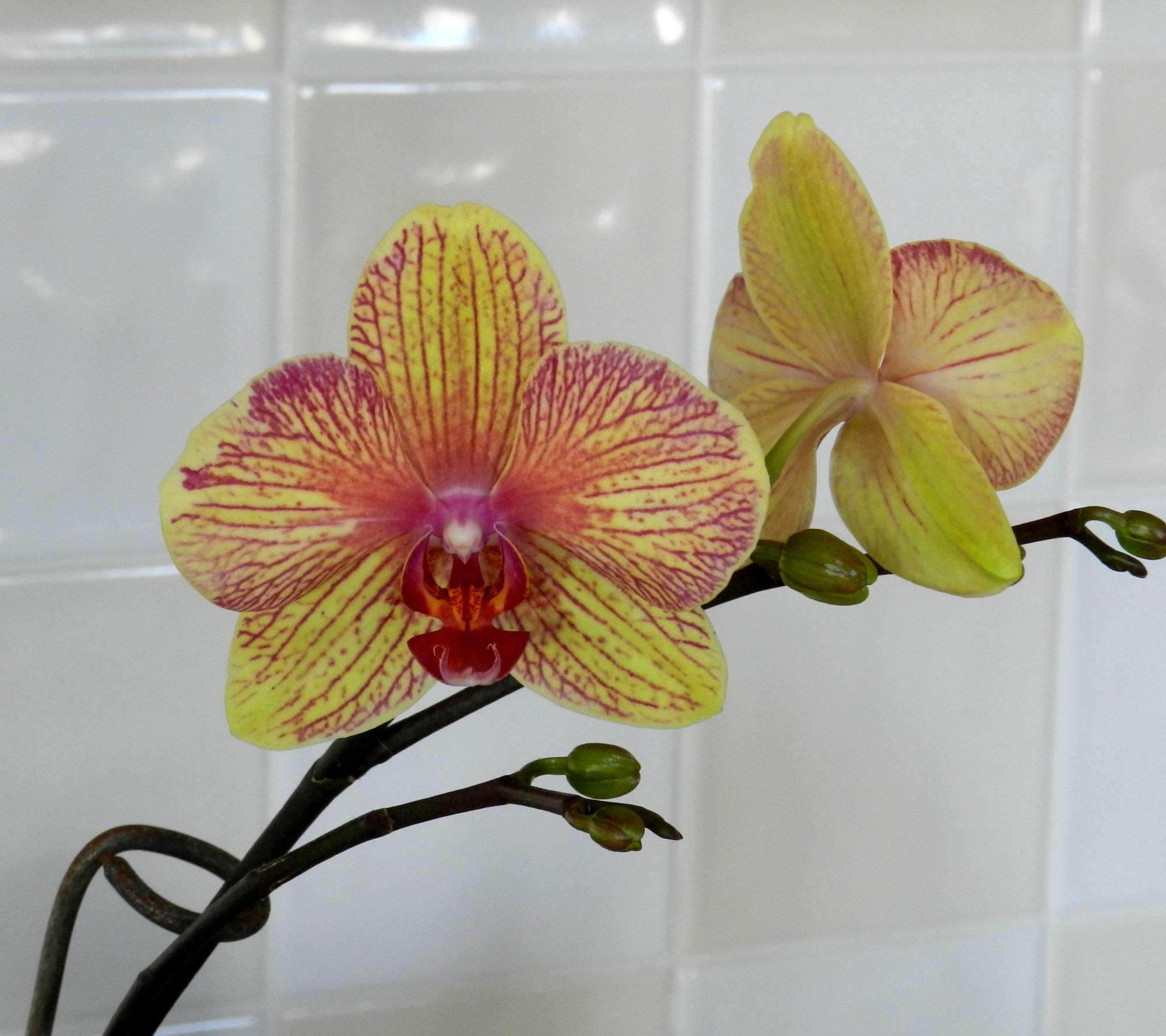 Flowers - Orchids