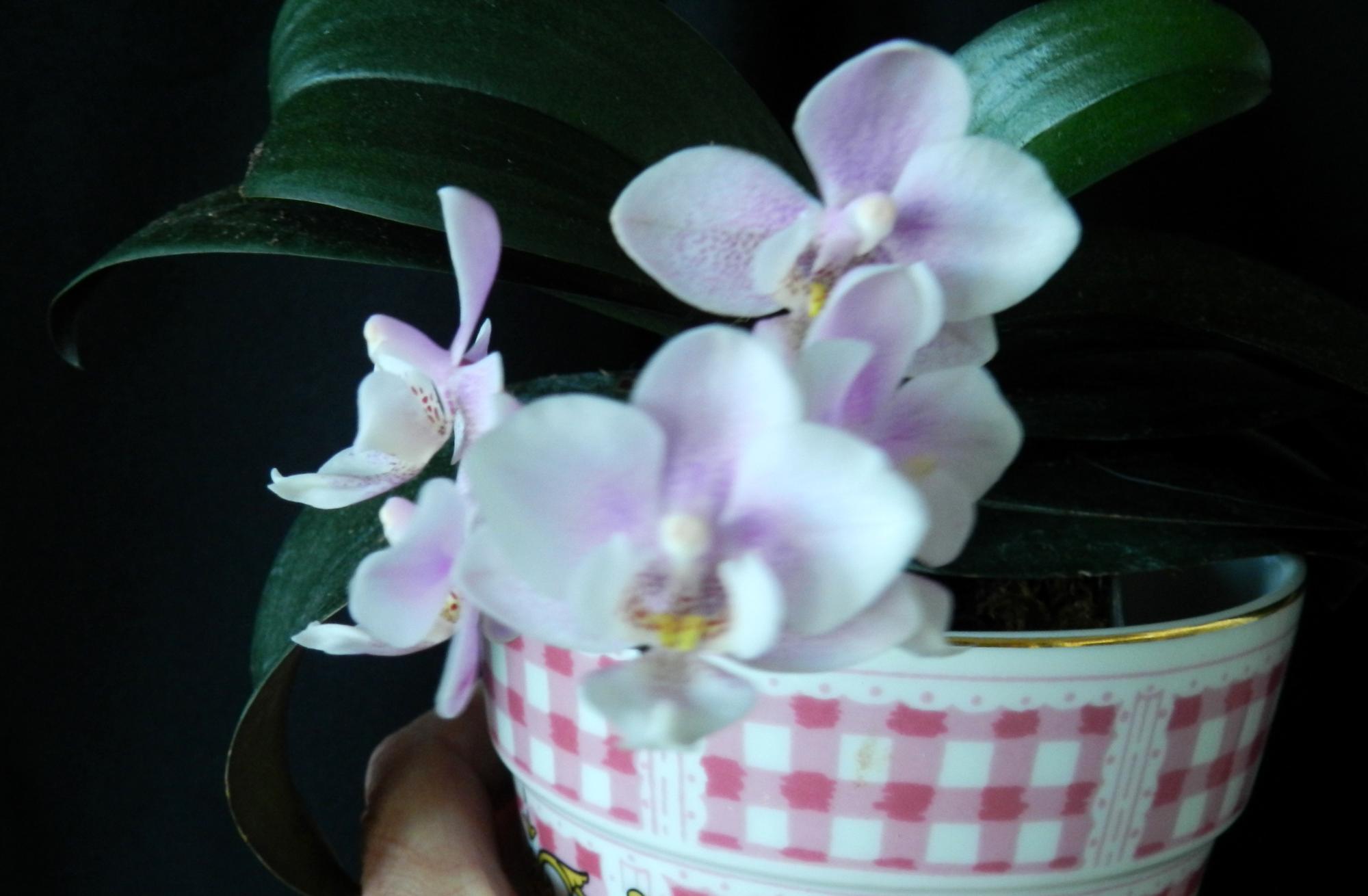 Flowers - Orchids