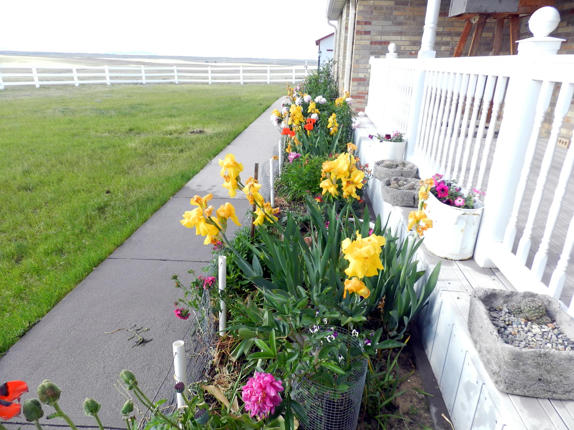 Flowers - Flowerbed #2