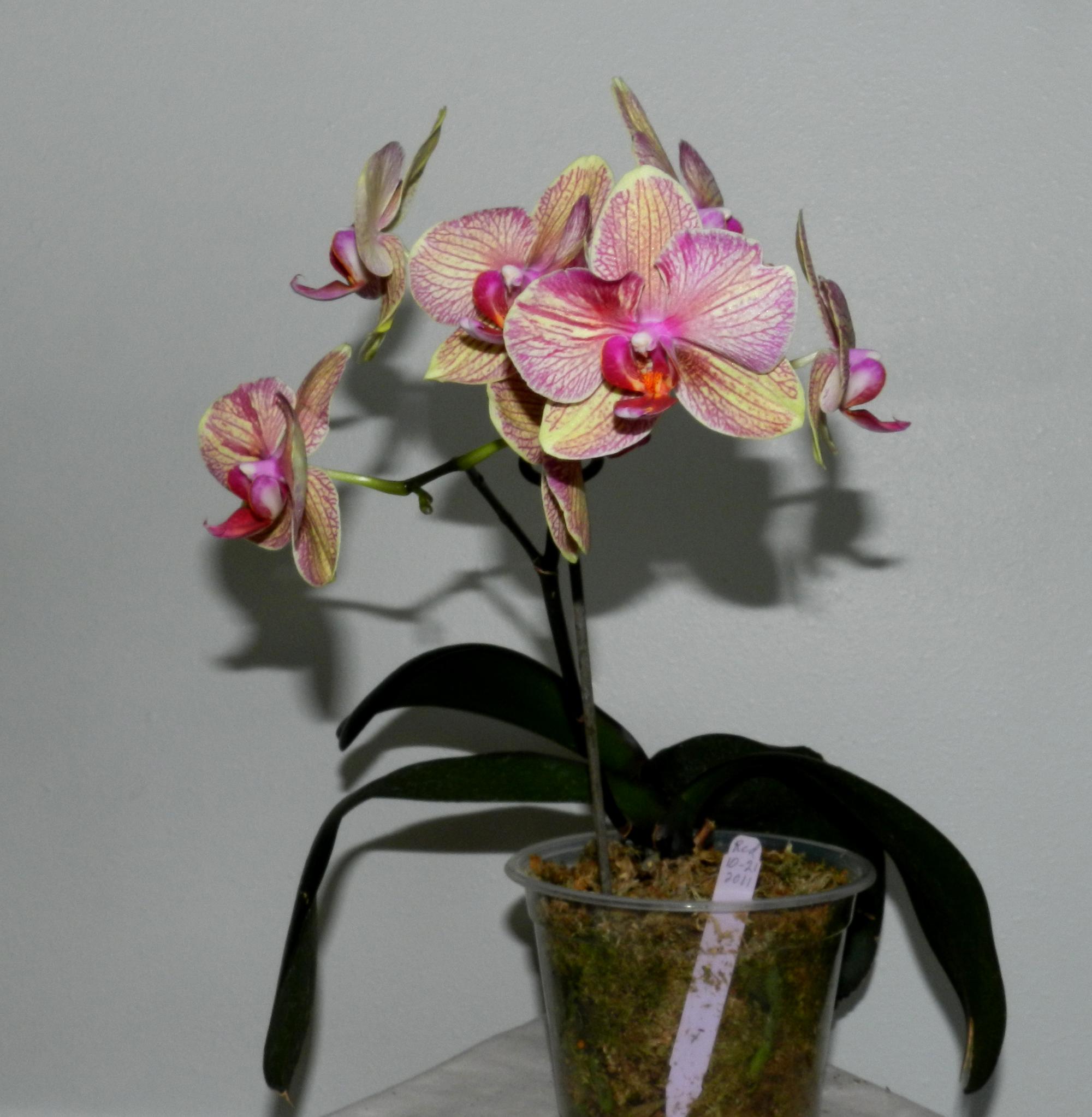 Flowers - Orchids #1