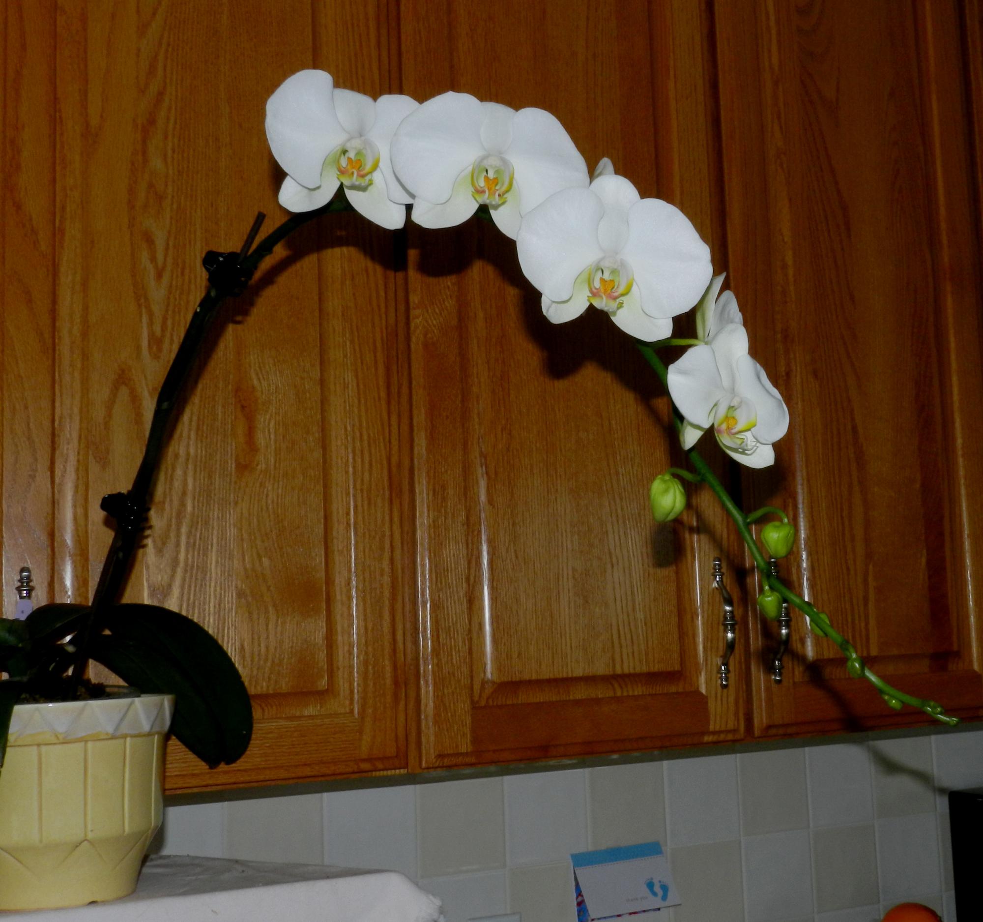 Flowers - Orchids #2