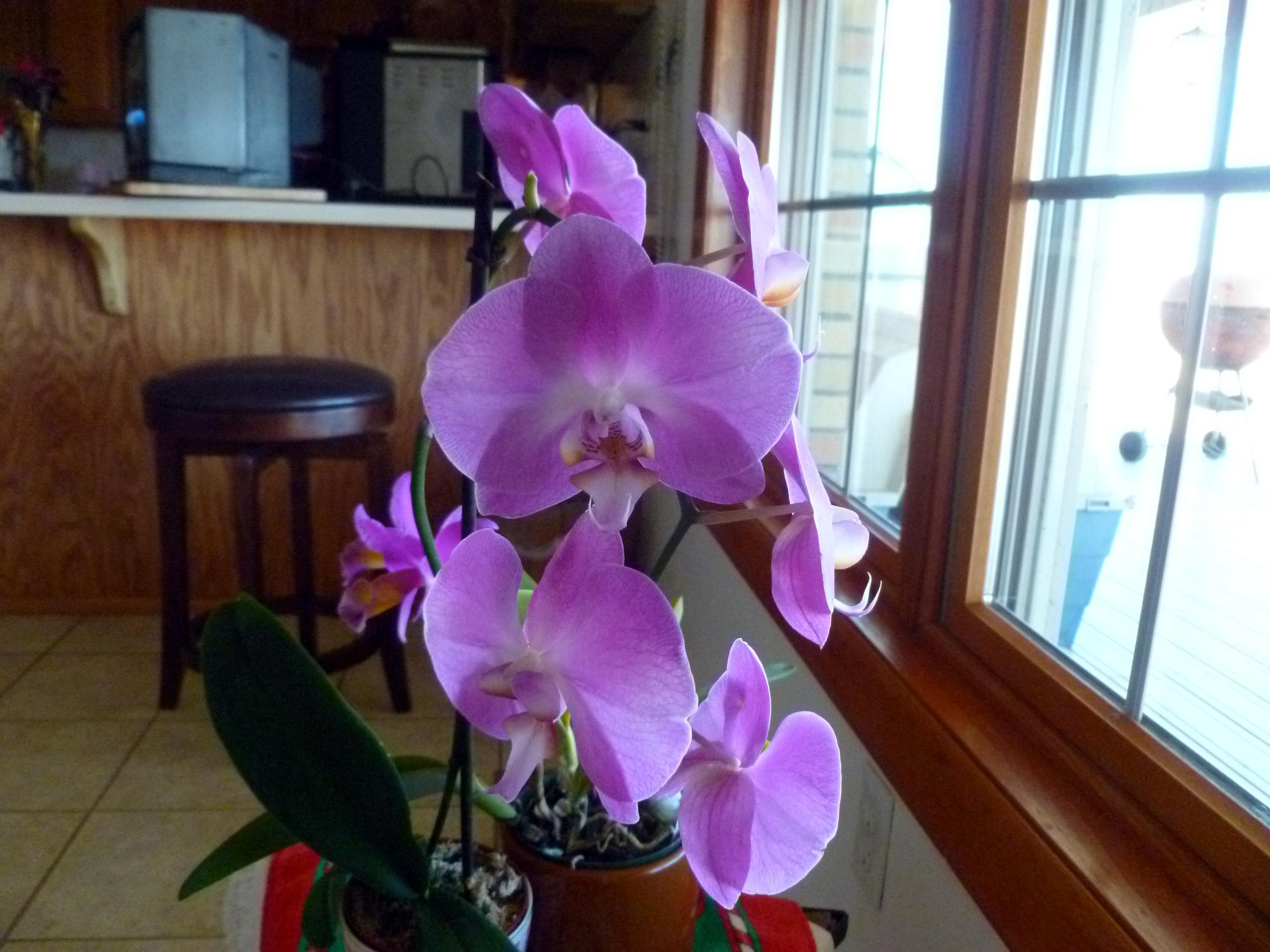 Flowers - Orchid #1