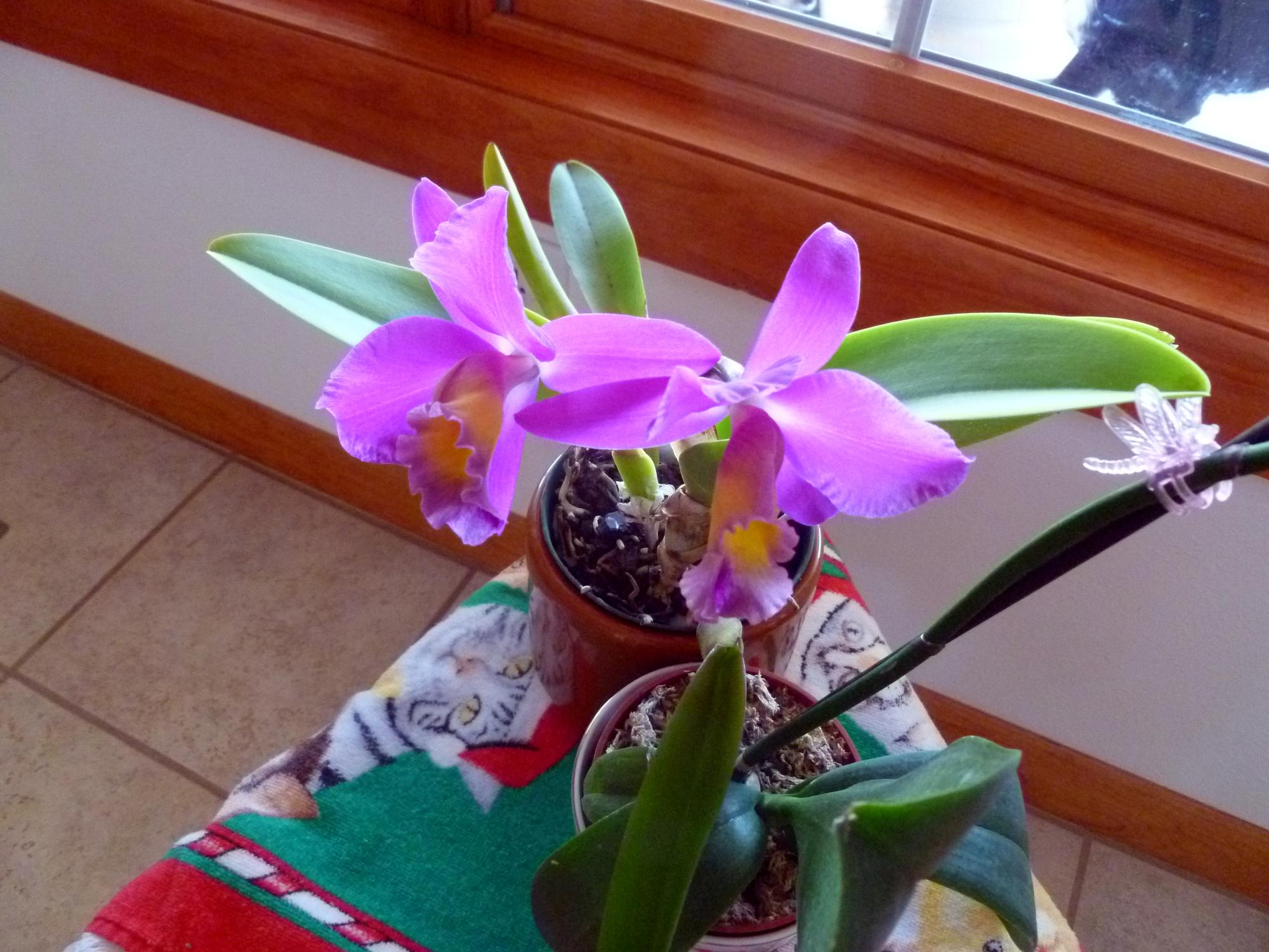 Flowers - Orchid #2