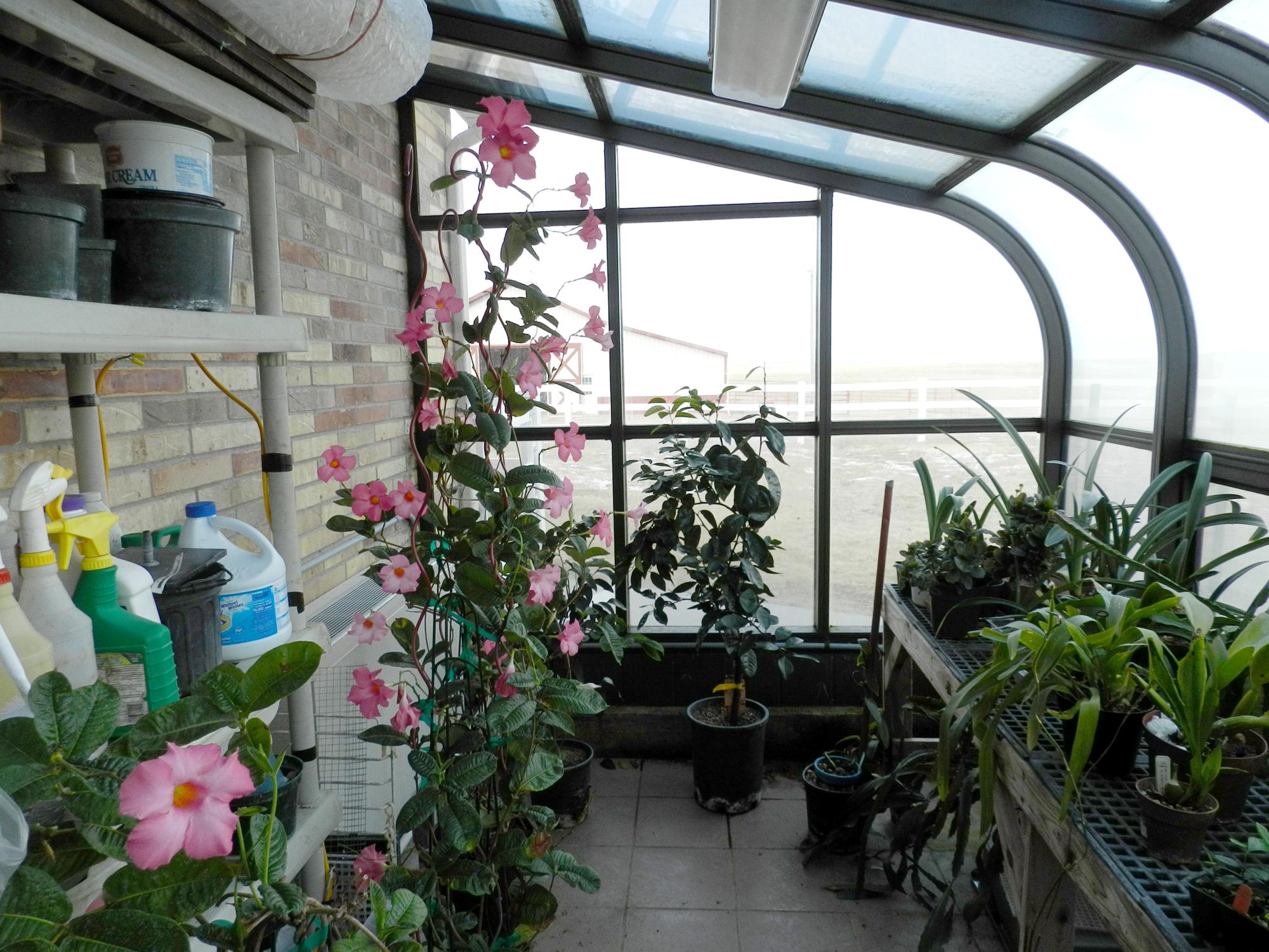 Flowers - Greenhouse
