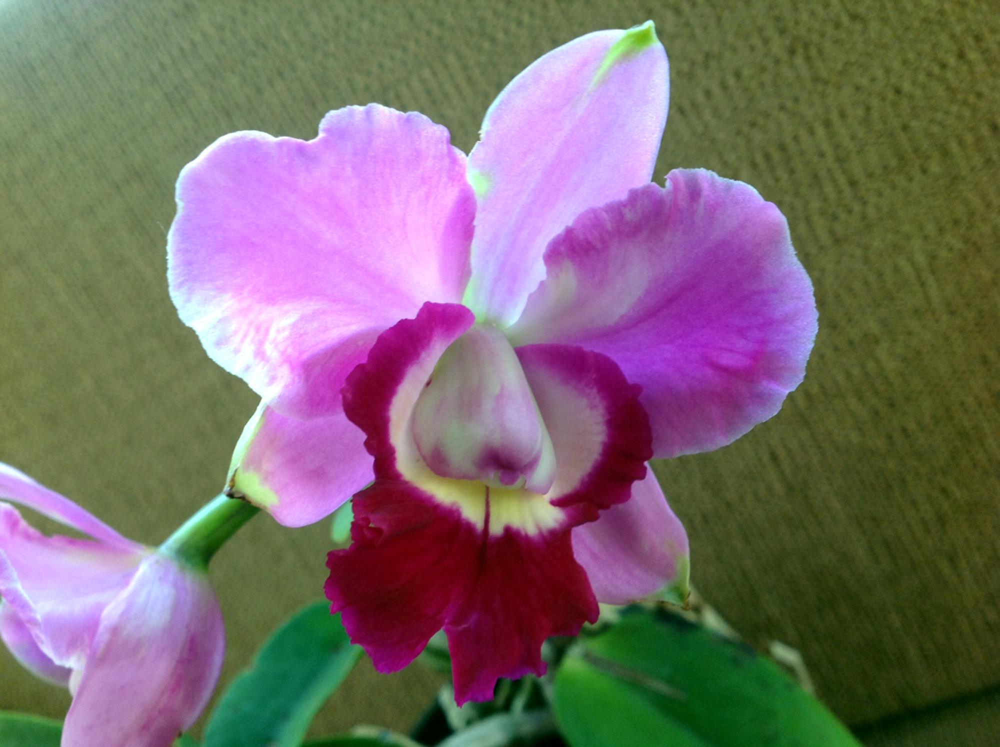 Flowers - Orchid