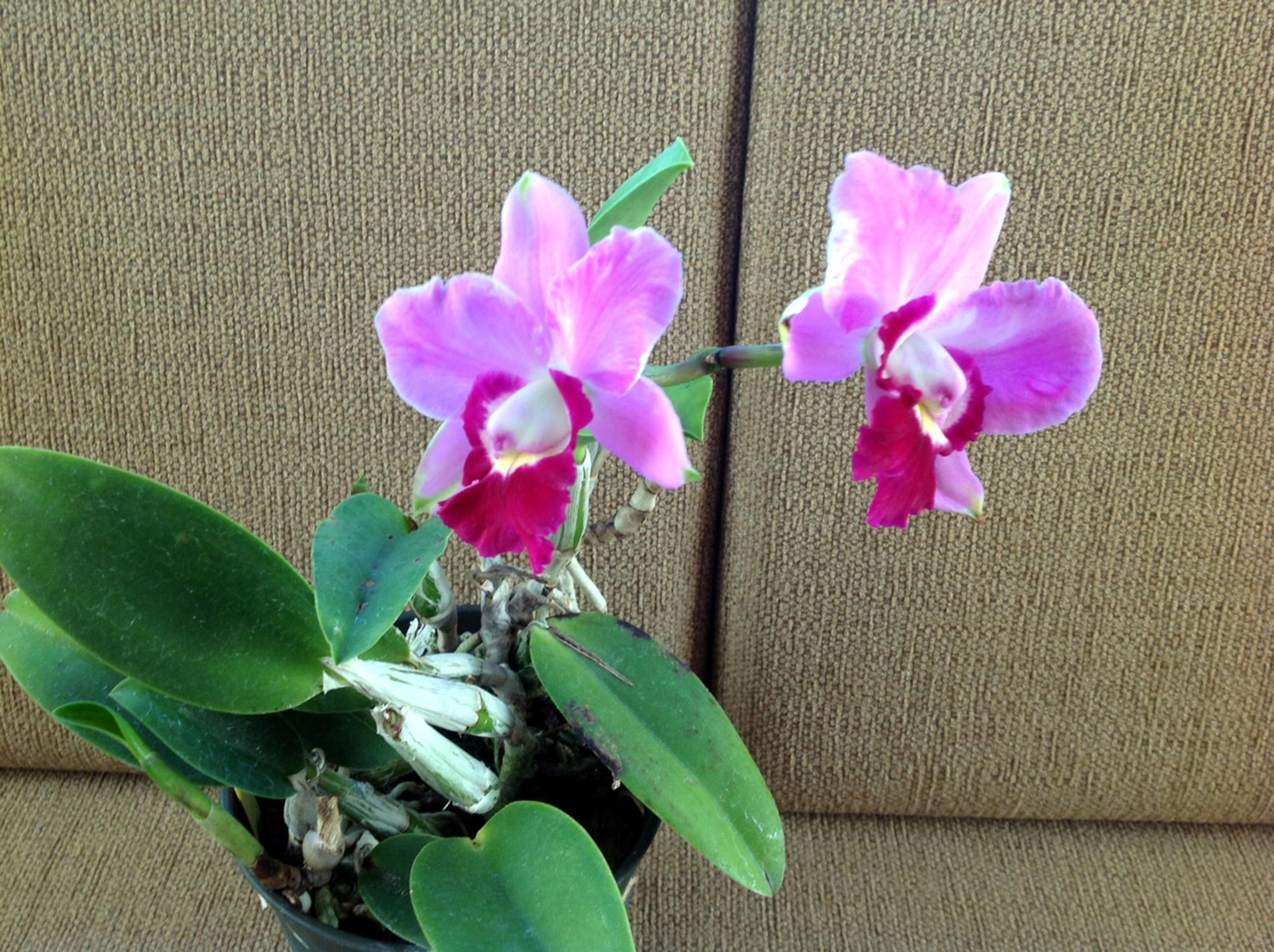 Flowers - Orchids