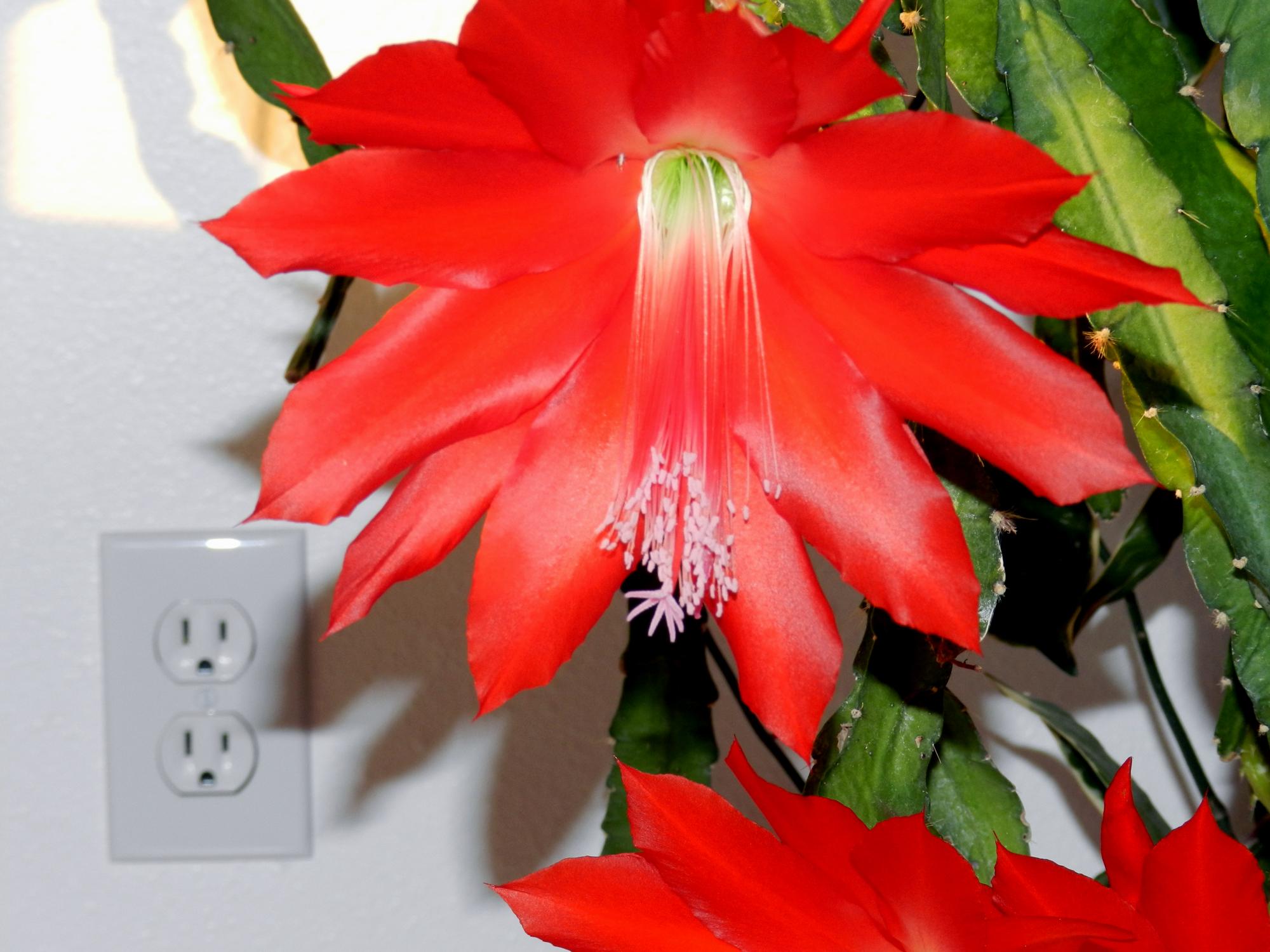 Flowers - Flowers #2