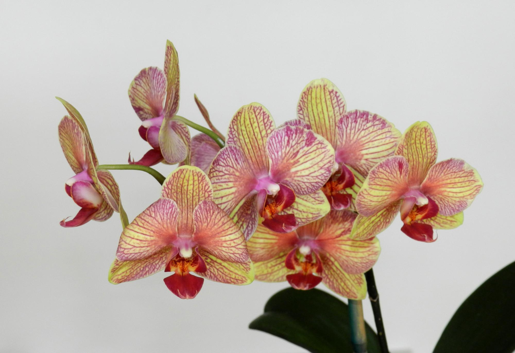 Flowers - Orchids