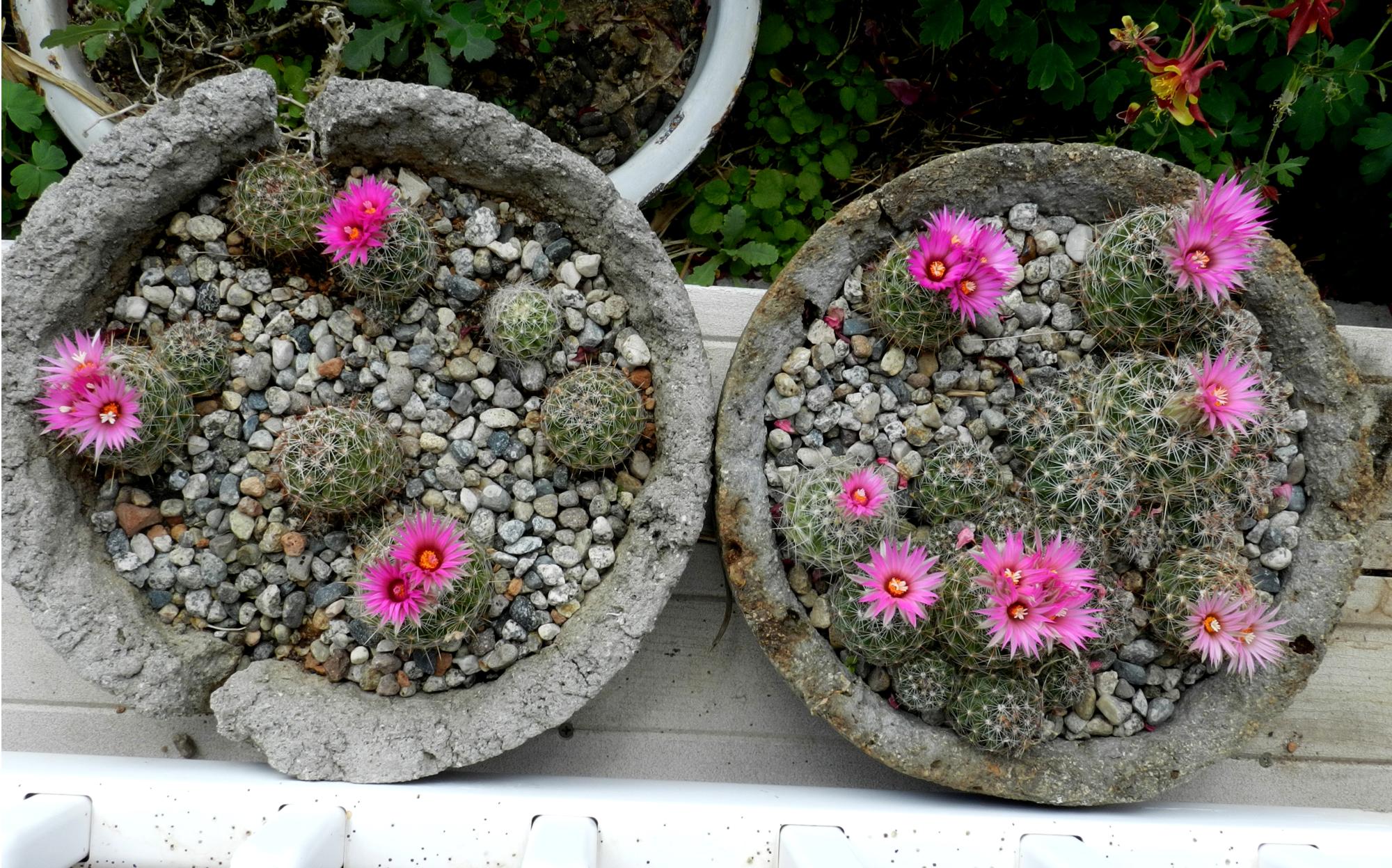Flowers - Cactus Flowers