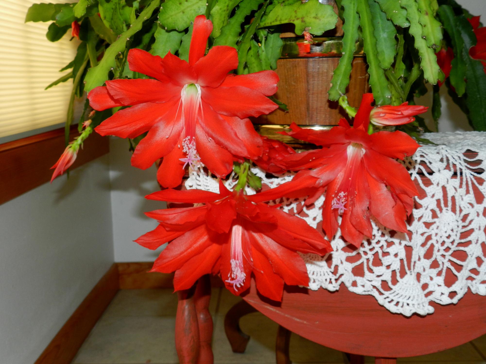 Flowers - Flowers #2